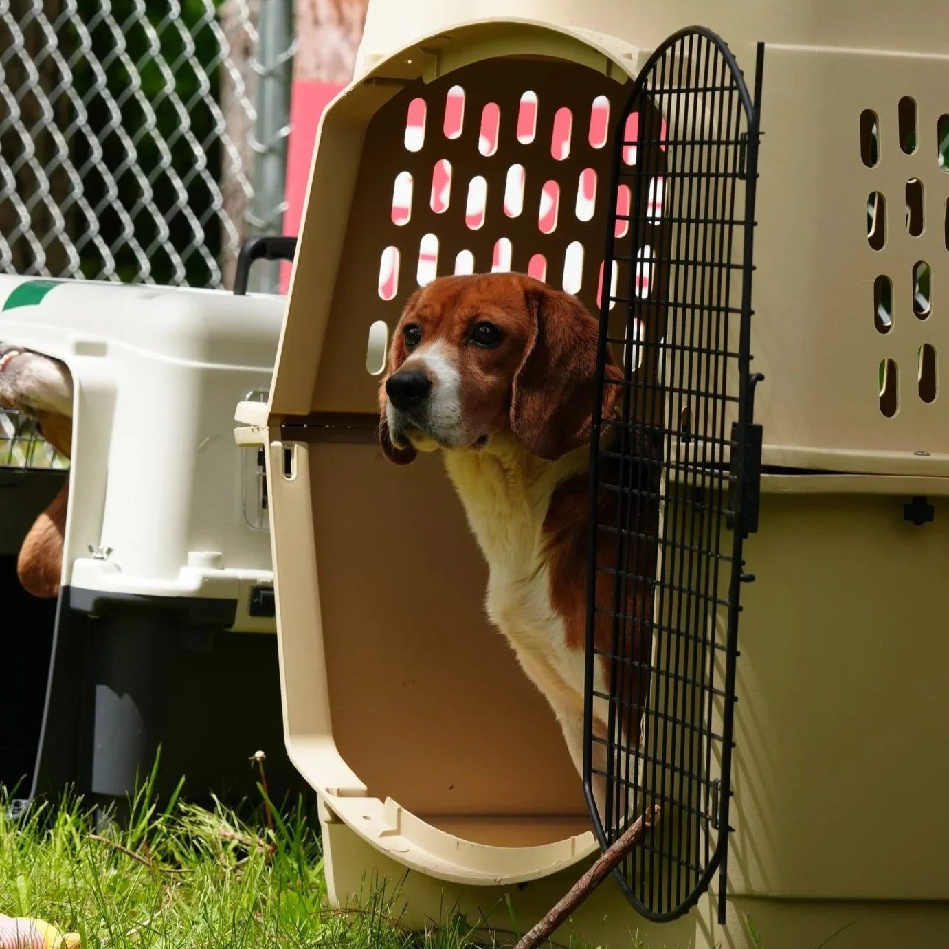Join Our Animal Relocation Veterinary Corps