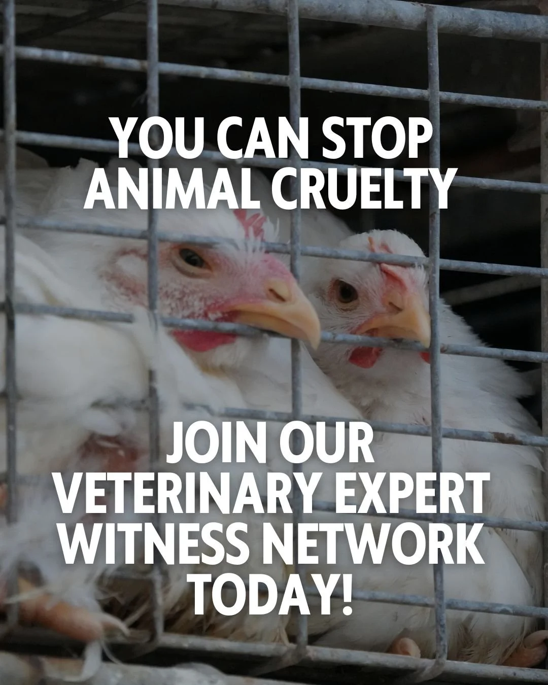 Join Our Veterinary Expert Witness Network