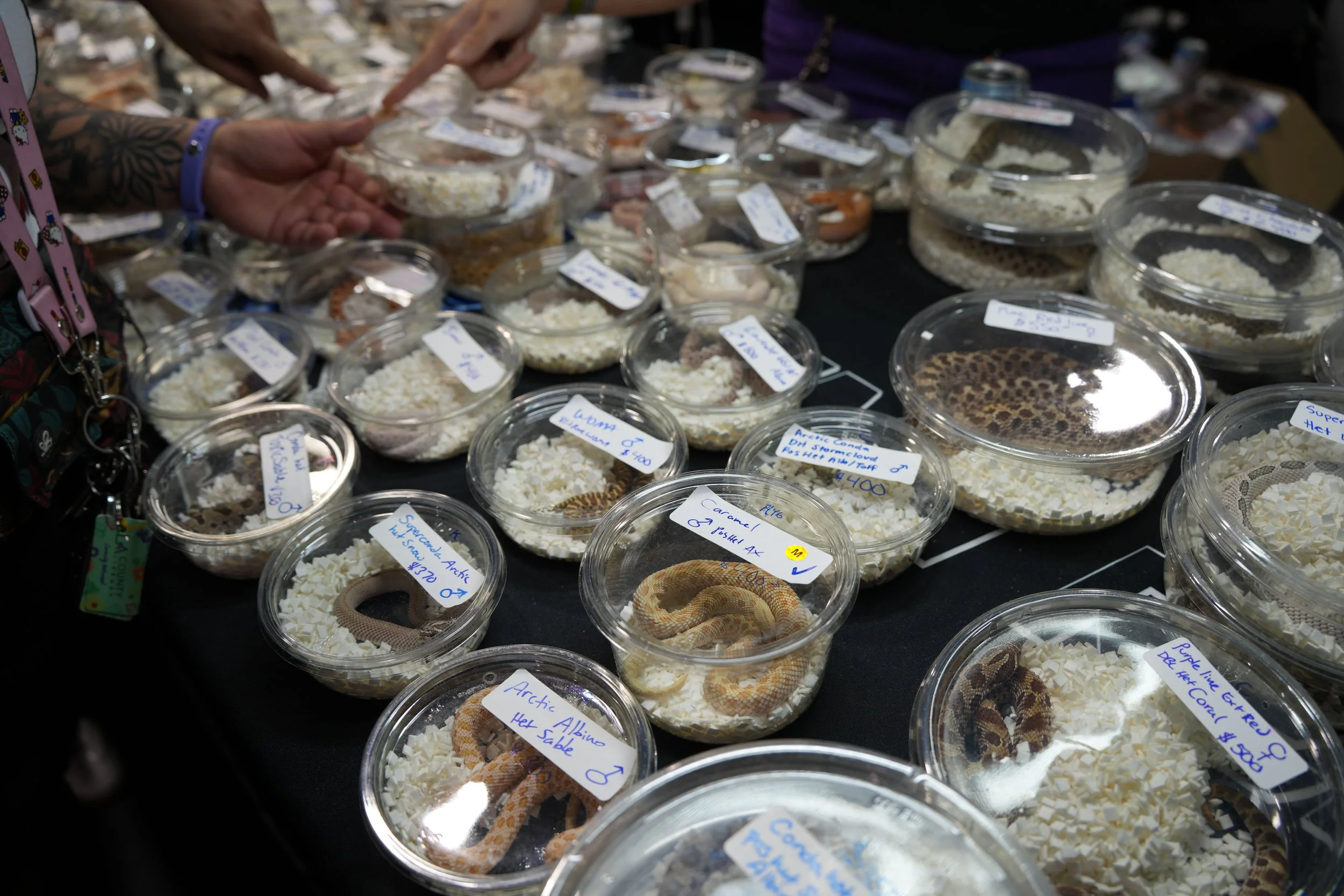 Request AVMA Delegates to Support Policy for Increased Snake Enclosure Size