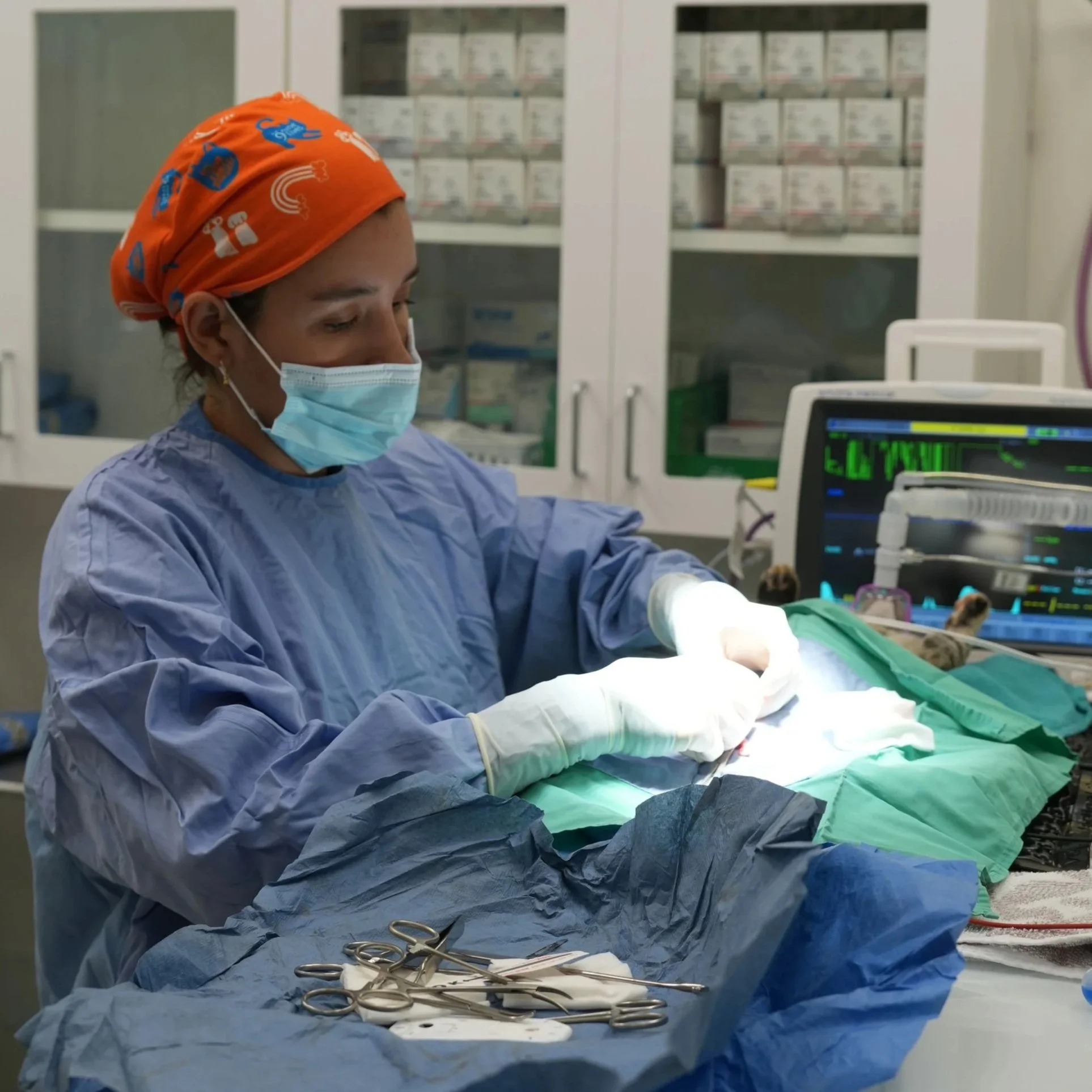 Veterinarians and Veterinary Students for Animals, Public Health, and Professional Integrity: Scholarship Contest