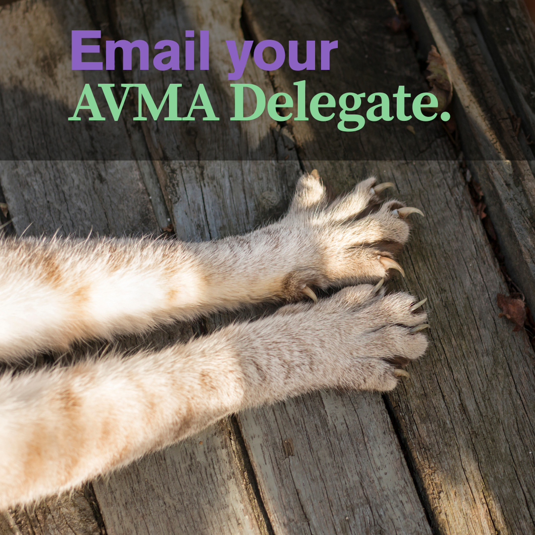 AVMA Email Template RE: Cat Declaw Procedures