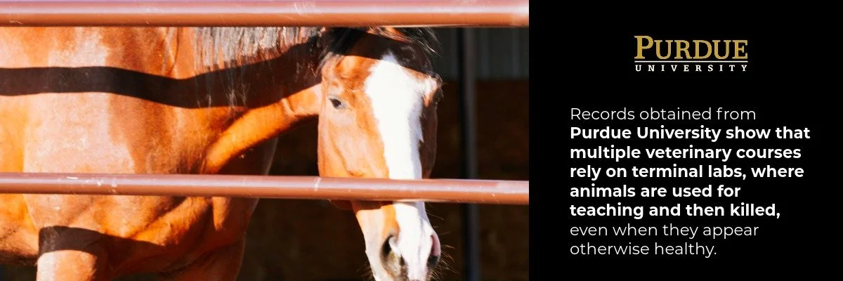 Horse looking through bars with questions about Purdue university's terminal lab protocols