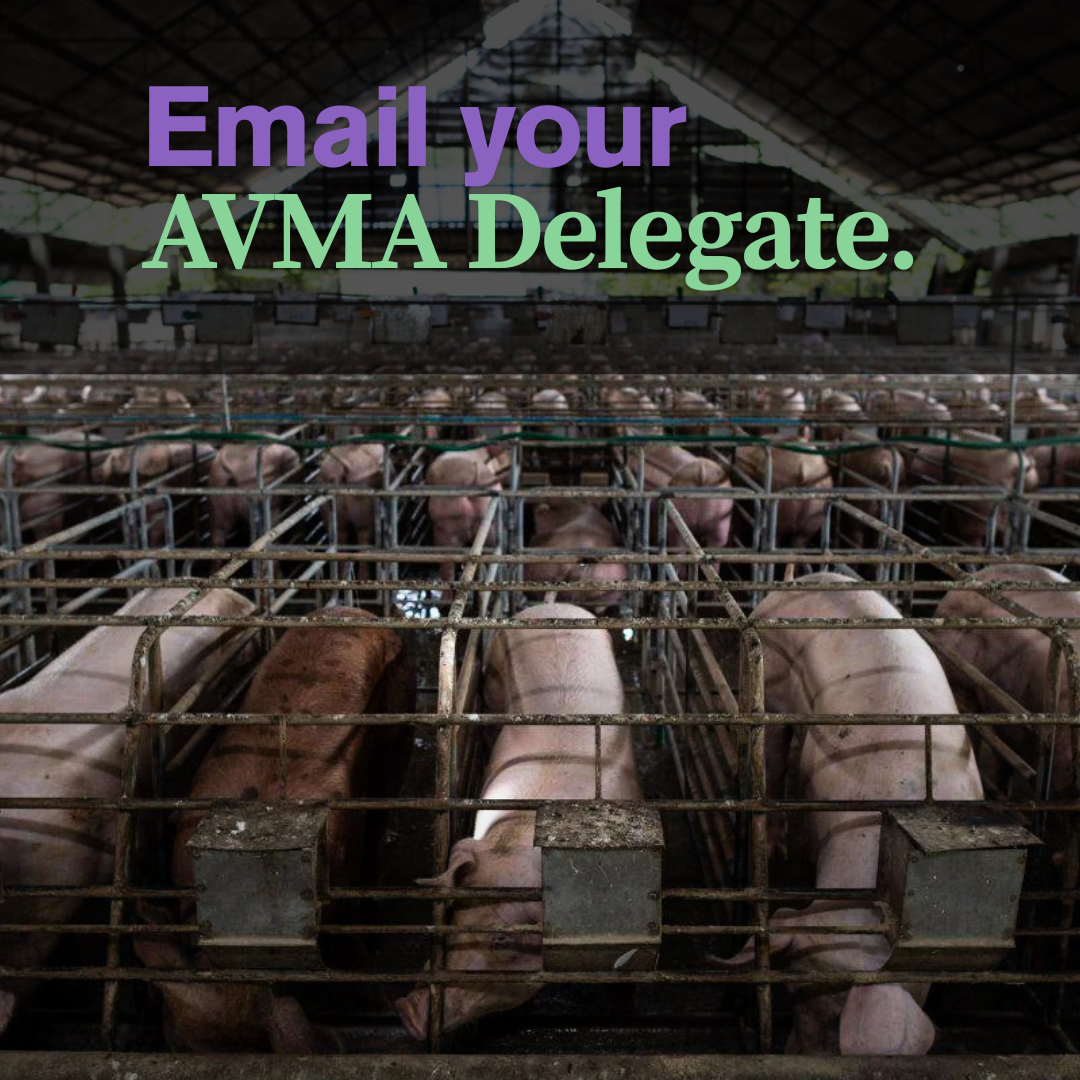 AVMA Email Template RE: Sow Housing