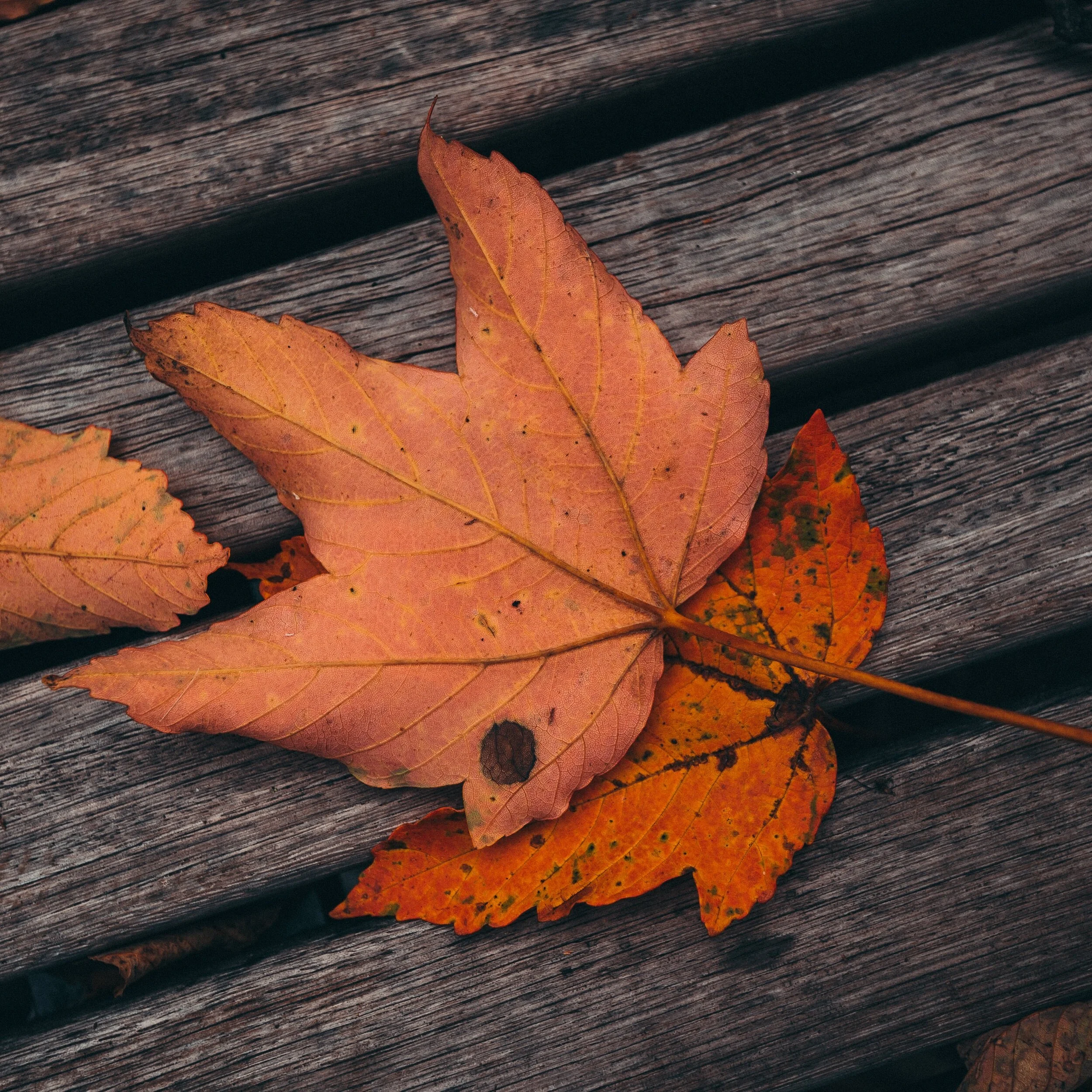 Shared: Company Update Fall 2020