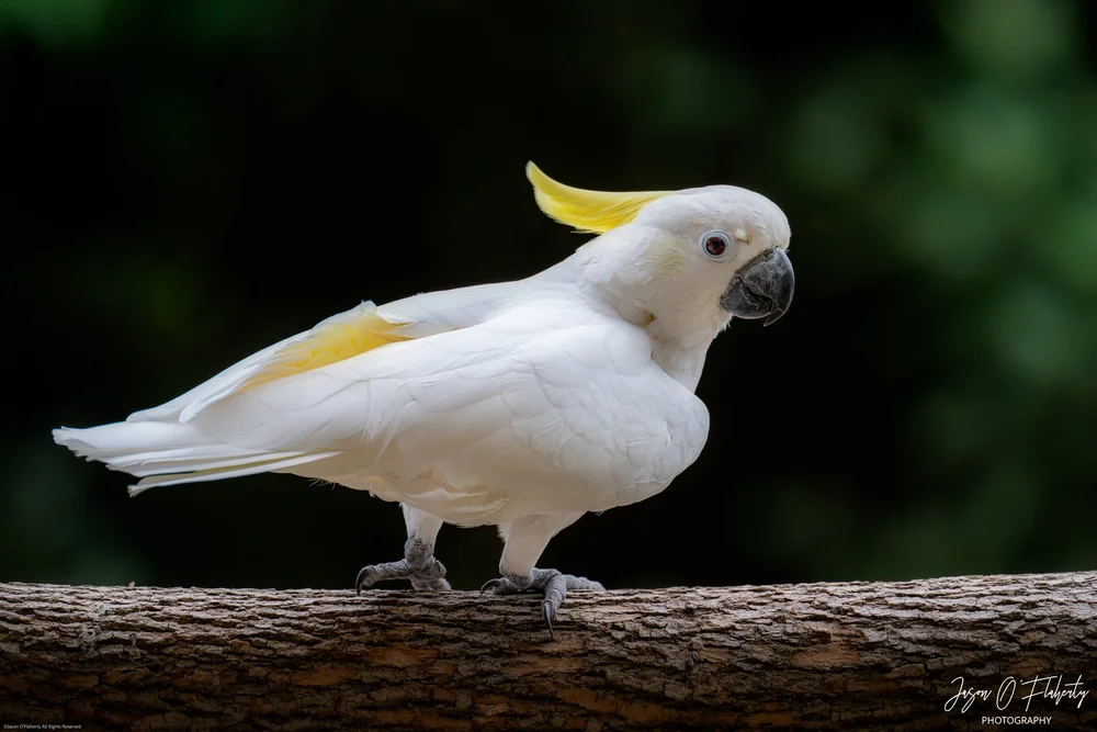 _NZ89221-Enhanced-NR-Edit - web watermarked signed.jpg