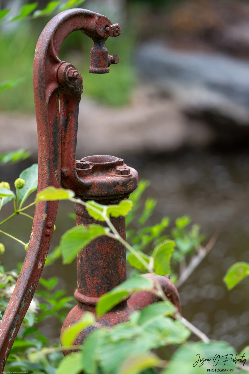 _NZ89324 - web watermarked signed.jpg