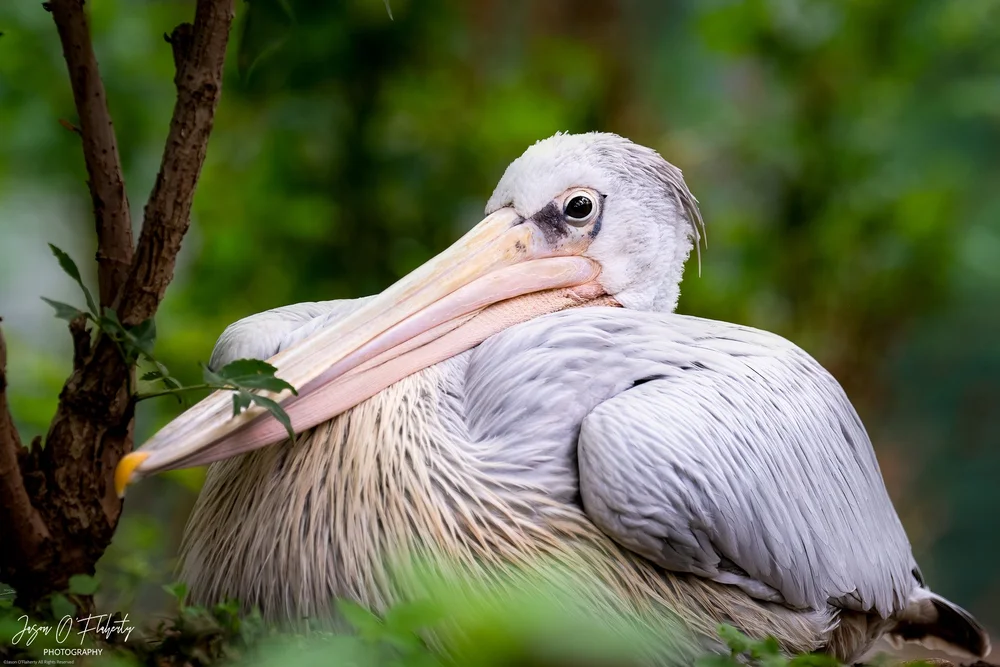 _NZ89375-Edit-Edit - web watermarked signed.jpg