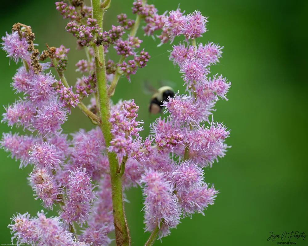 _NZ89454-Enhanced-NR - web watermarked signed.jpg