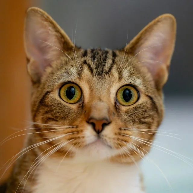 _NZ82603-Enhanced-NR - final.jpeg