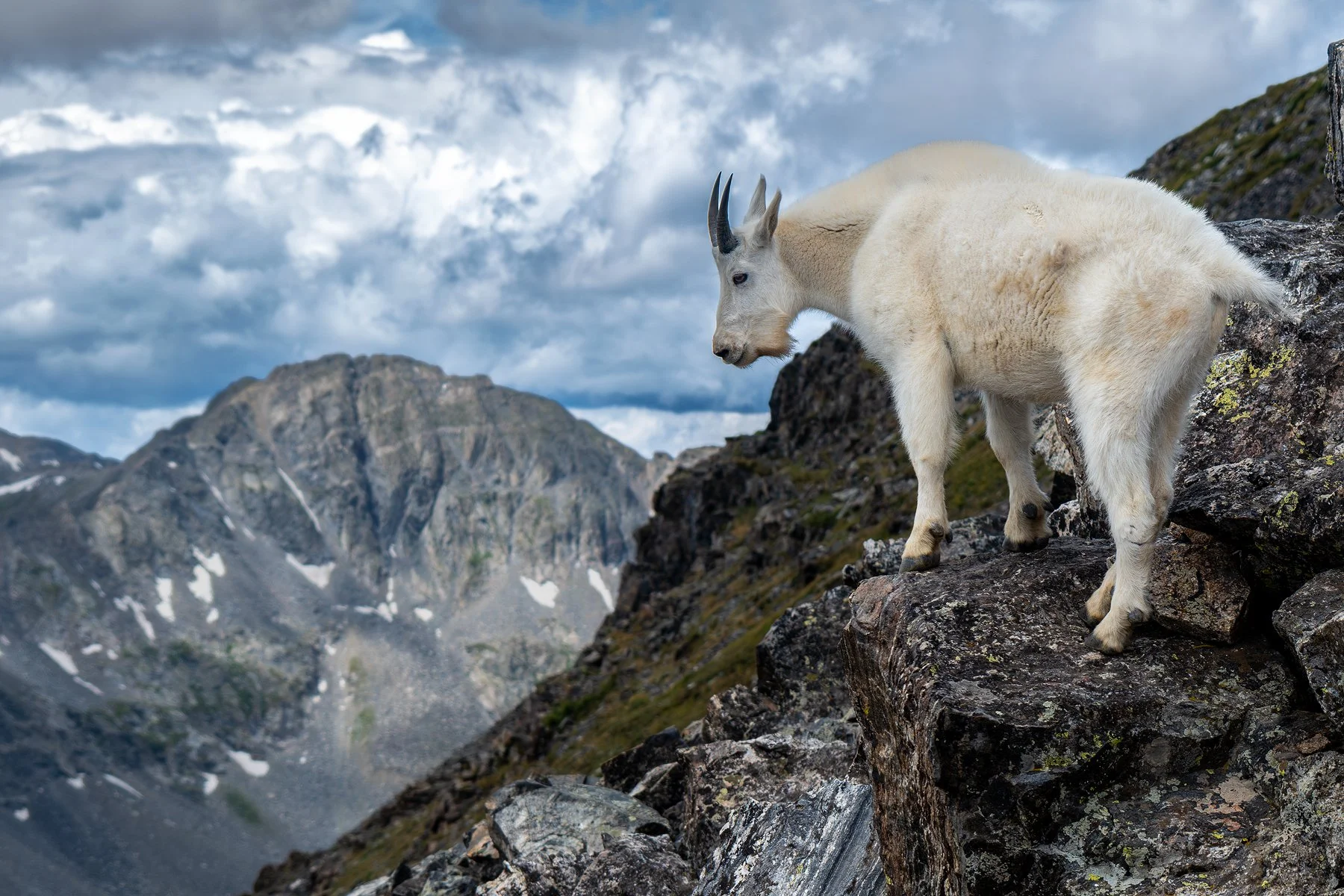 A mountain goat overlooking his kingdom