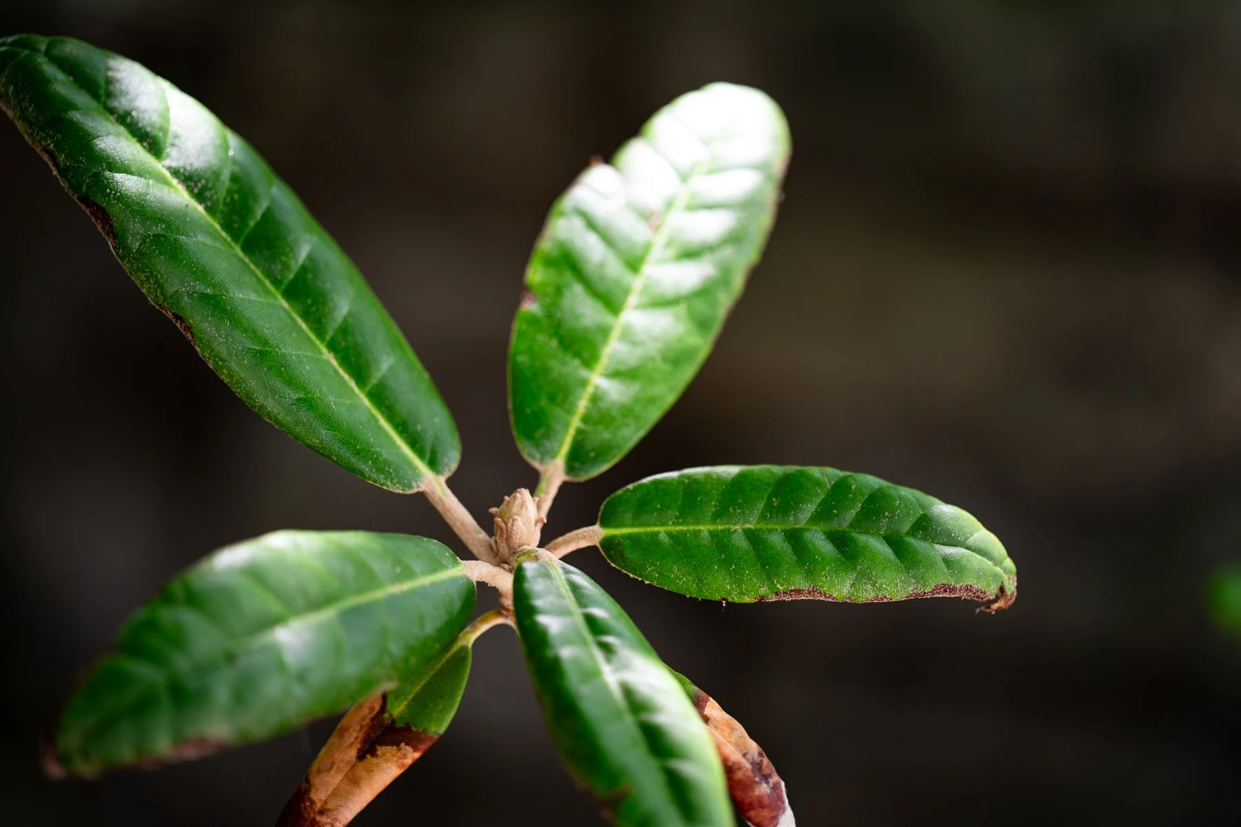 A rhododendron welcoming the sun after a cloudy day