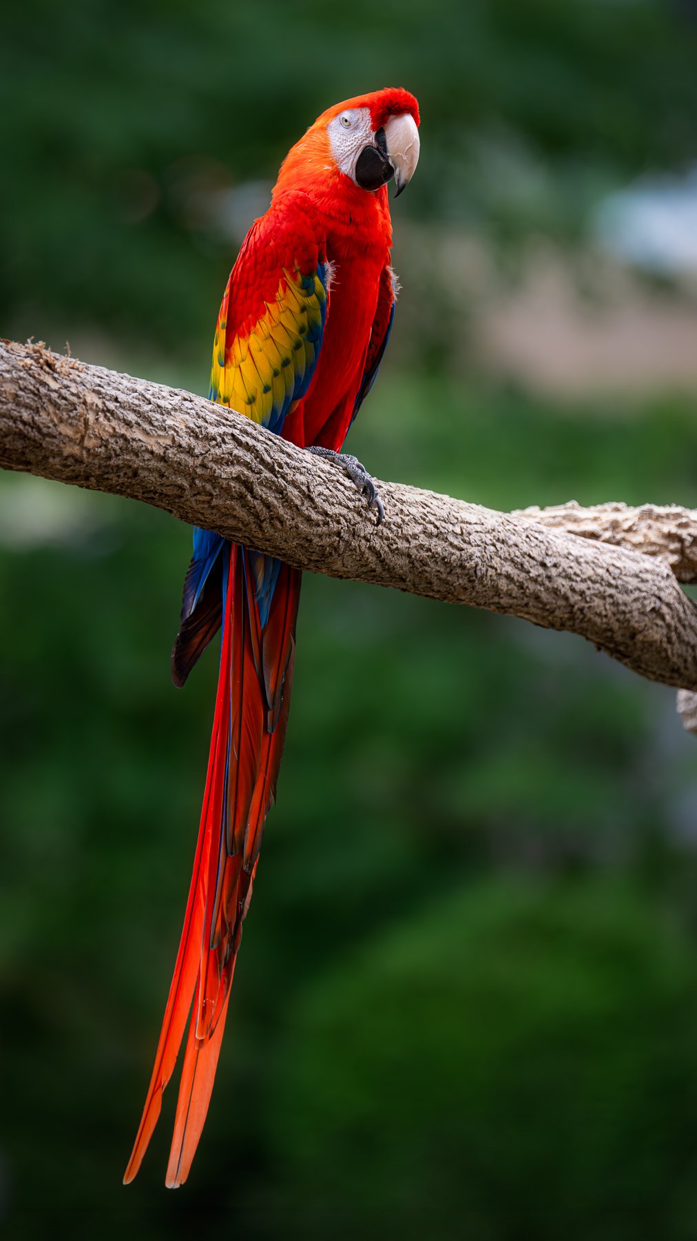 Scarlet Macaw giving side eye