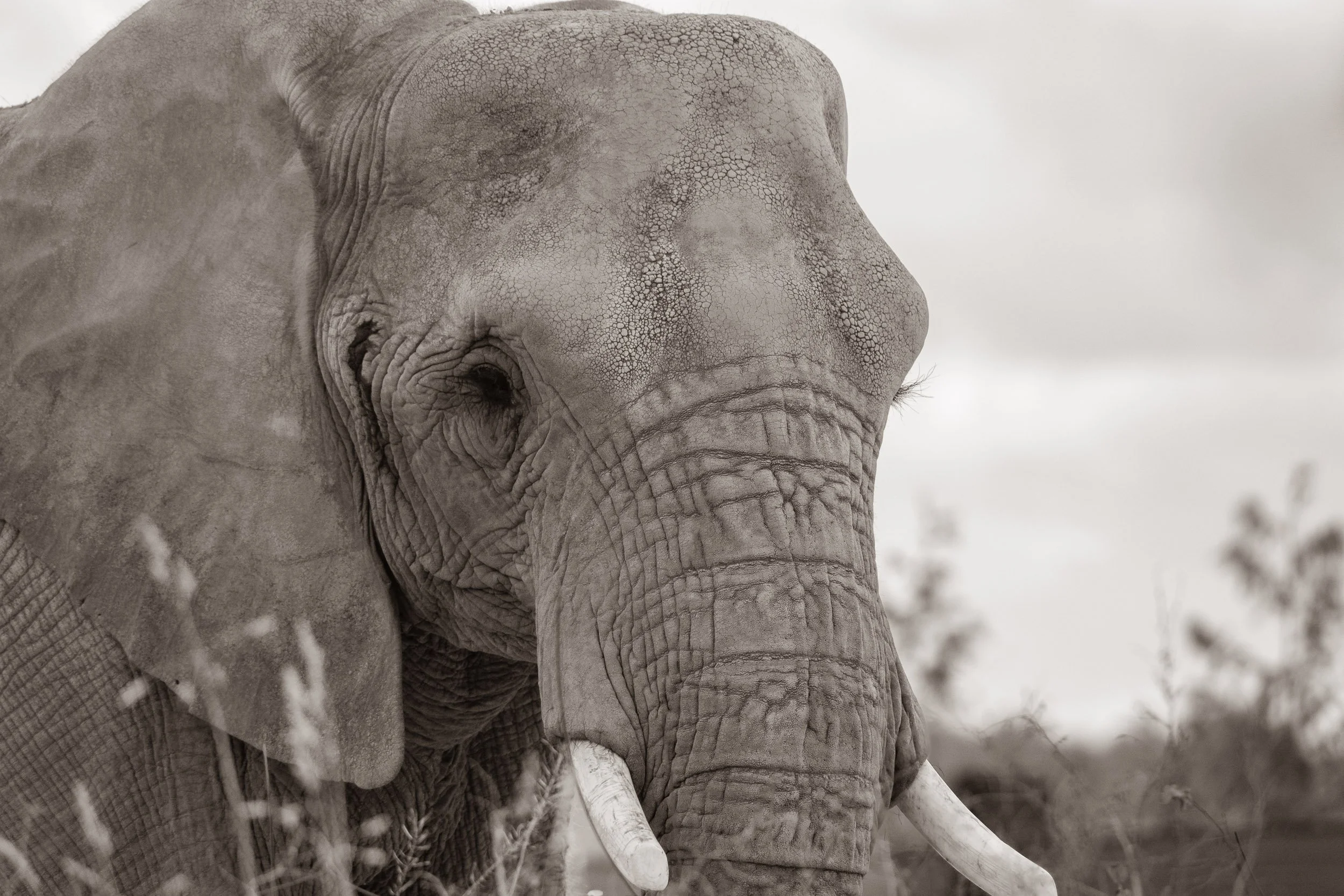 Unlike elephants who never forget, I'd forgotten about this photo for 4 years