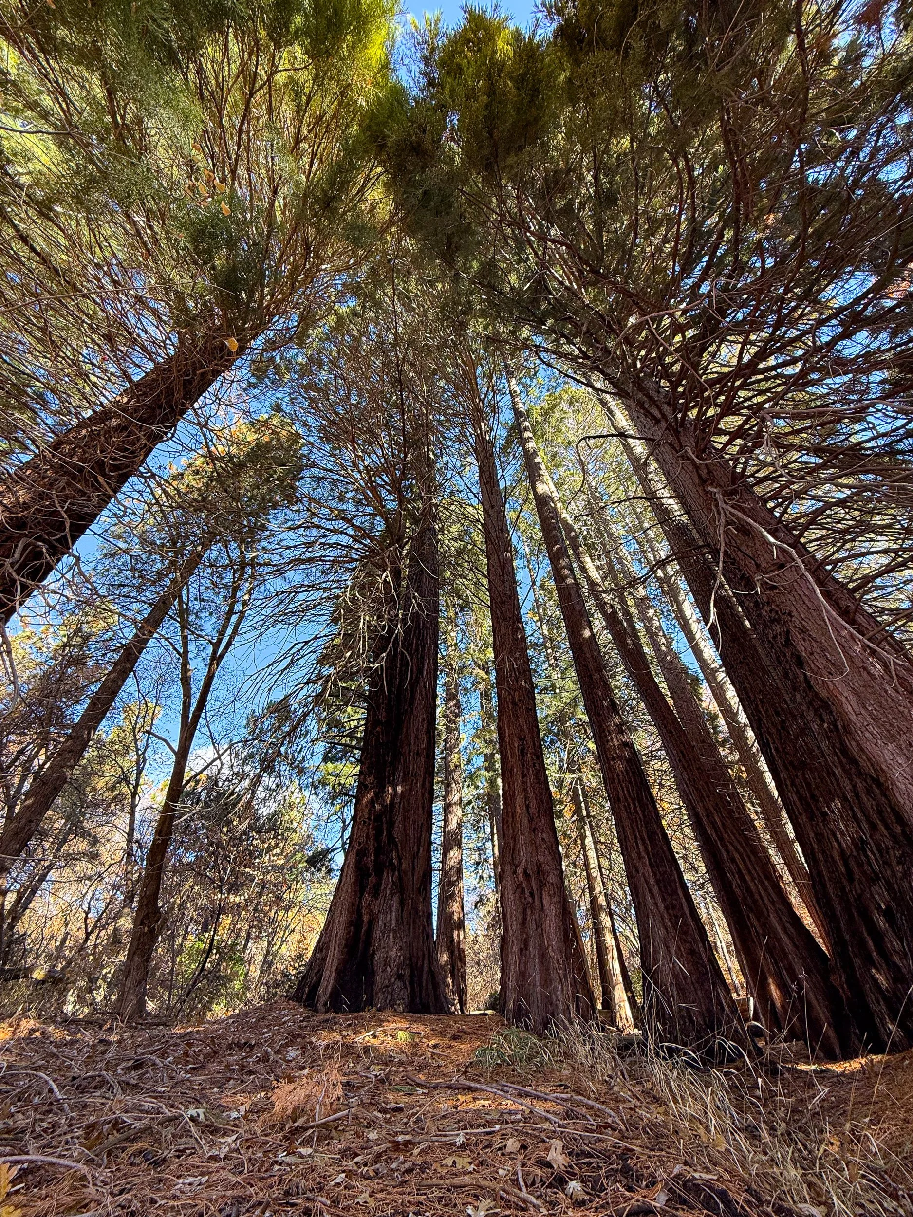 Small Giant Sequoias