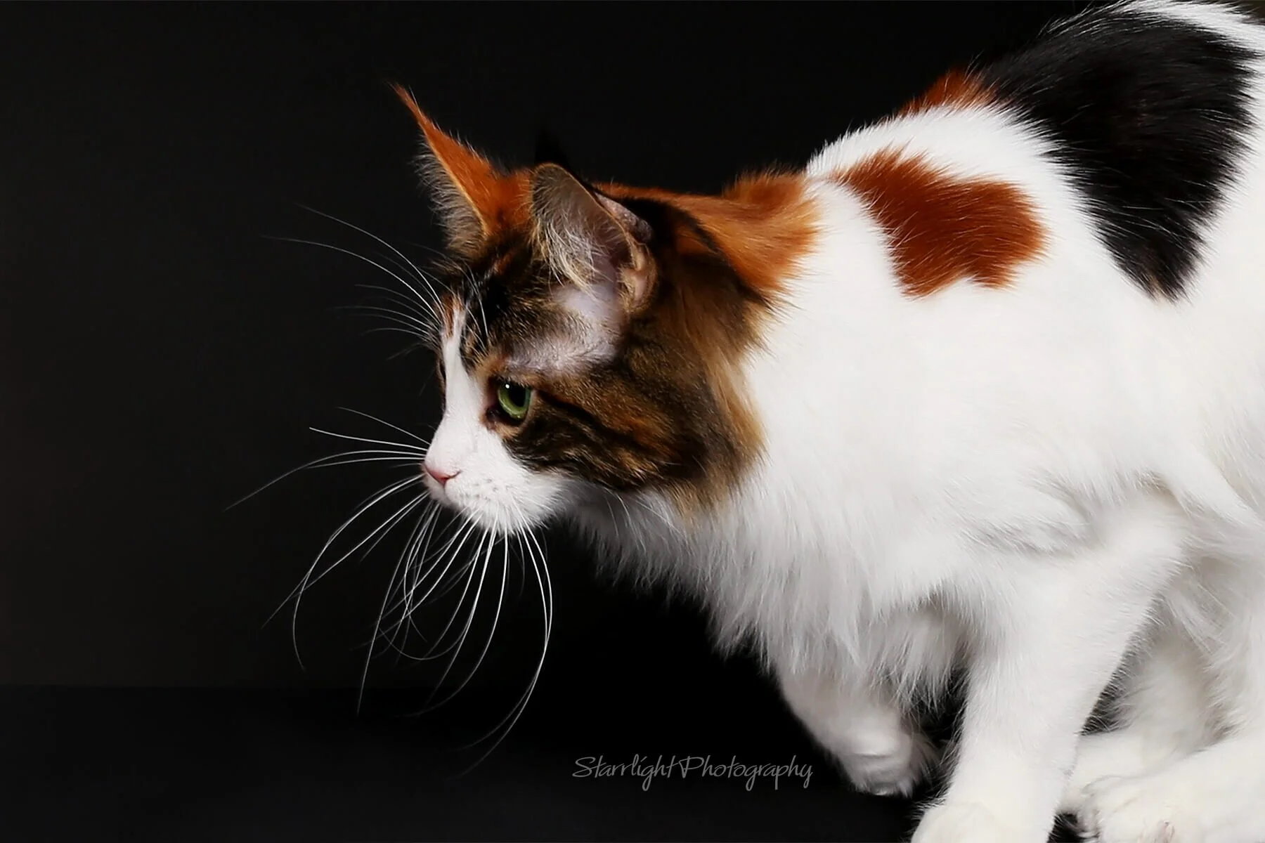 PurrcifiCoon Maine Coon Cats of San Diego