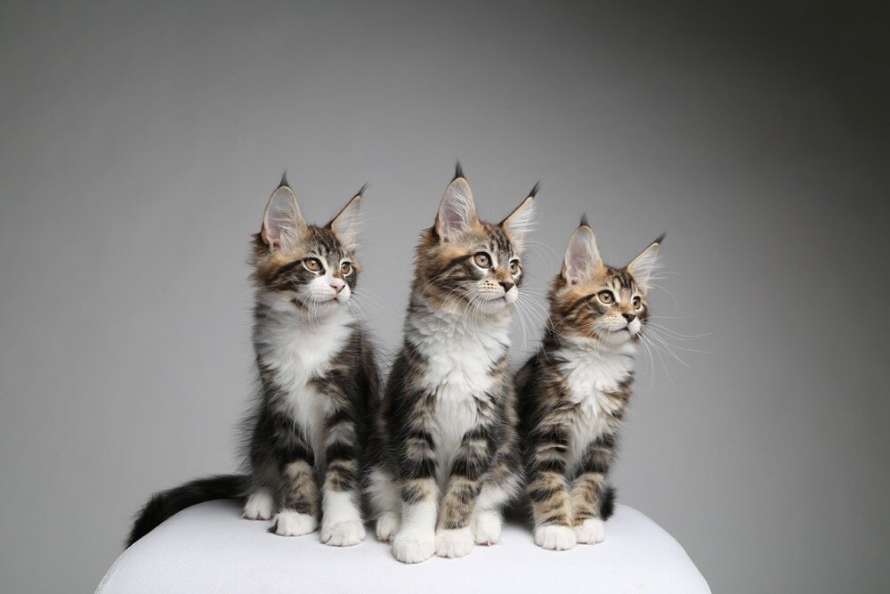 PurrcifiCoon Mahlka's triplet Kittens