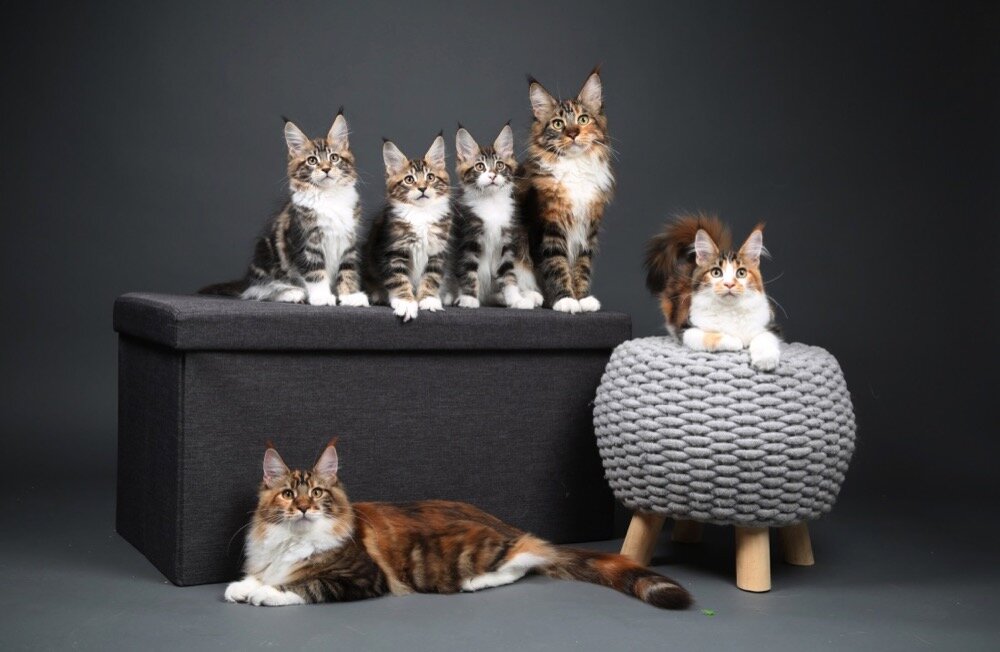 PurrcifiCoon -Family-kitten-Portrait.jpg