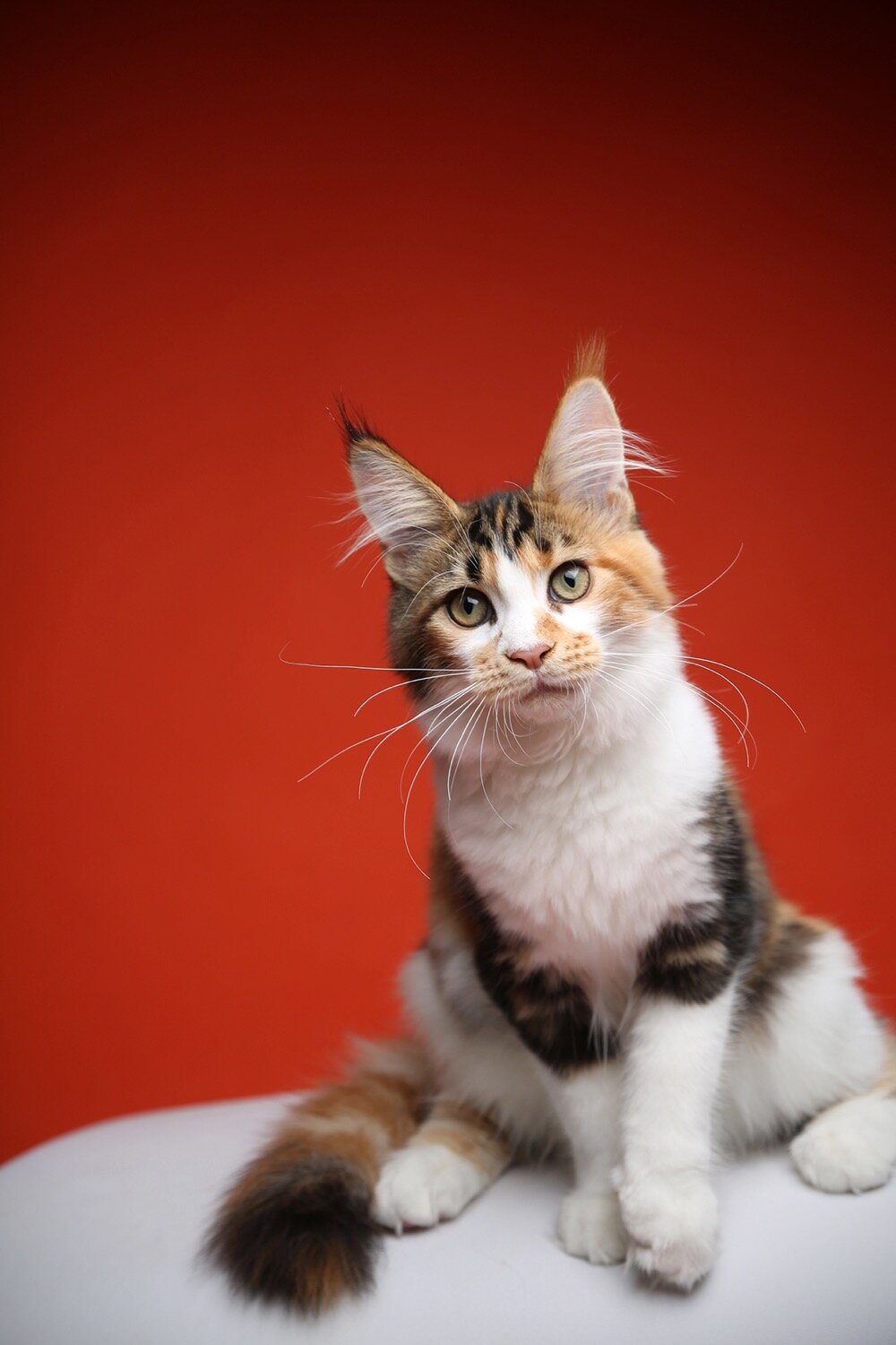 PurrcifiCoon Maine Coon Kitten Portia.jpg