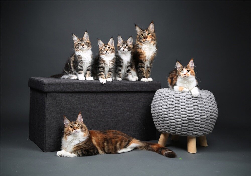 PurrcifiCoon Clarissa's Family Kitten.jpg