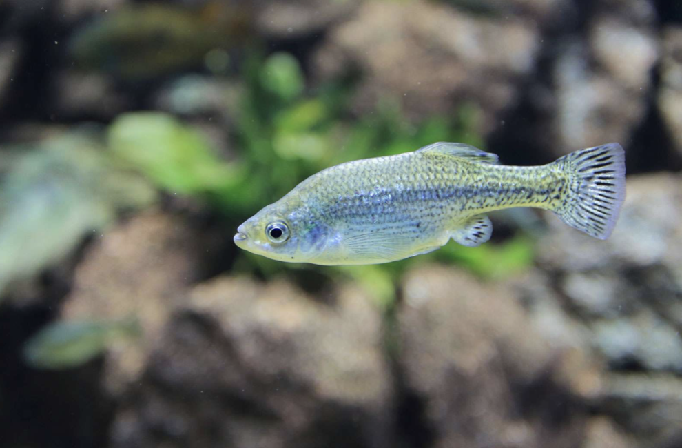 Butterfly Splitfin 