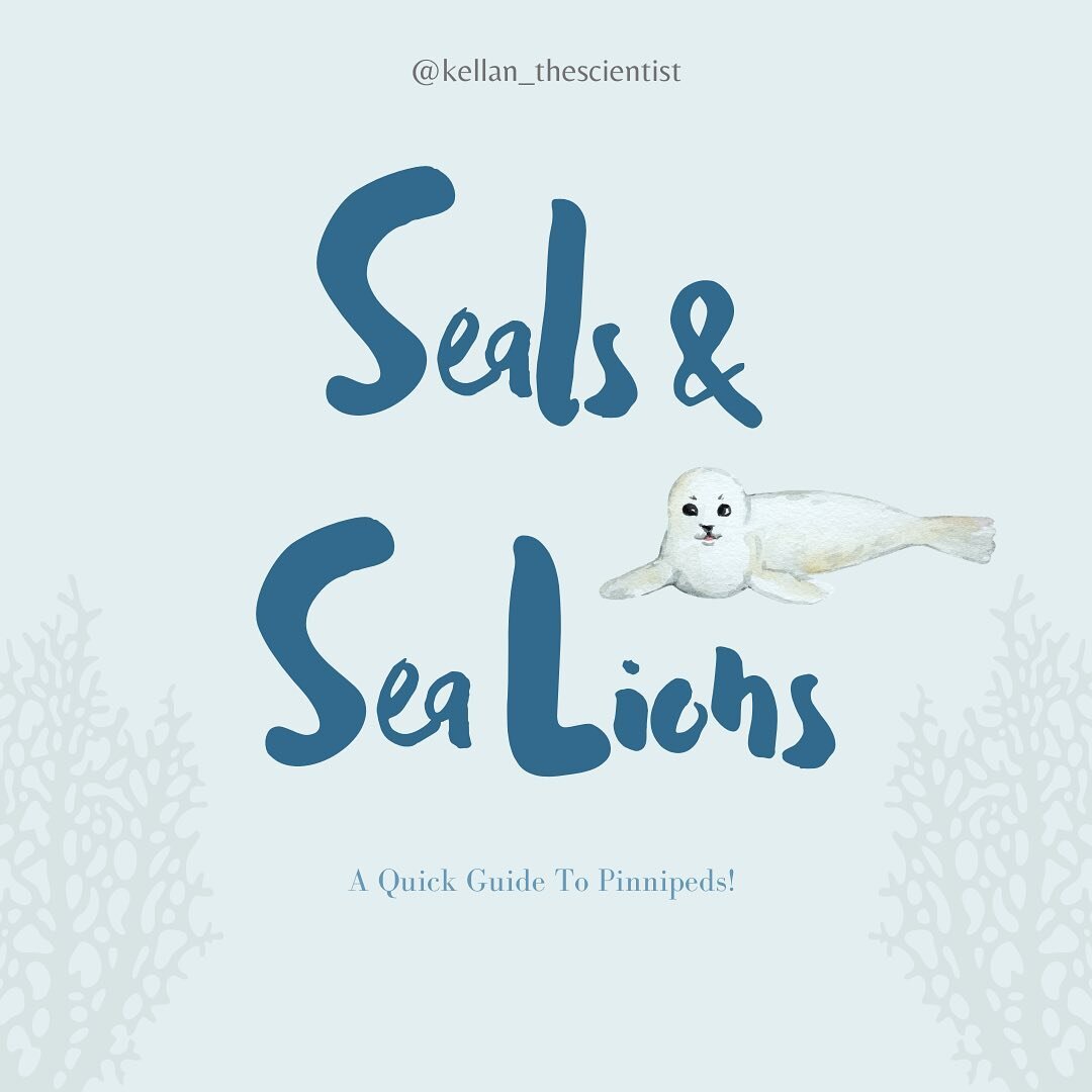 A quick guide to seals and sea lions! 🌊🦭

 (Not sure why the last time I posted this it was removed, hopefully it stays up this time!) 

. 
. 
. 
. 
. 
#biology #nature #naturephotography  #wildlife #wildlifephotography #conservation #conservationp