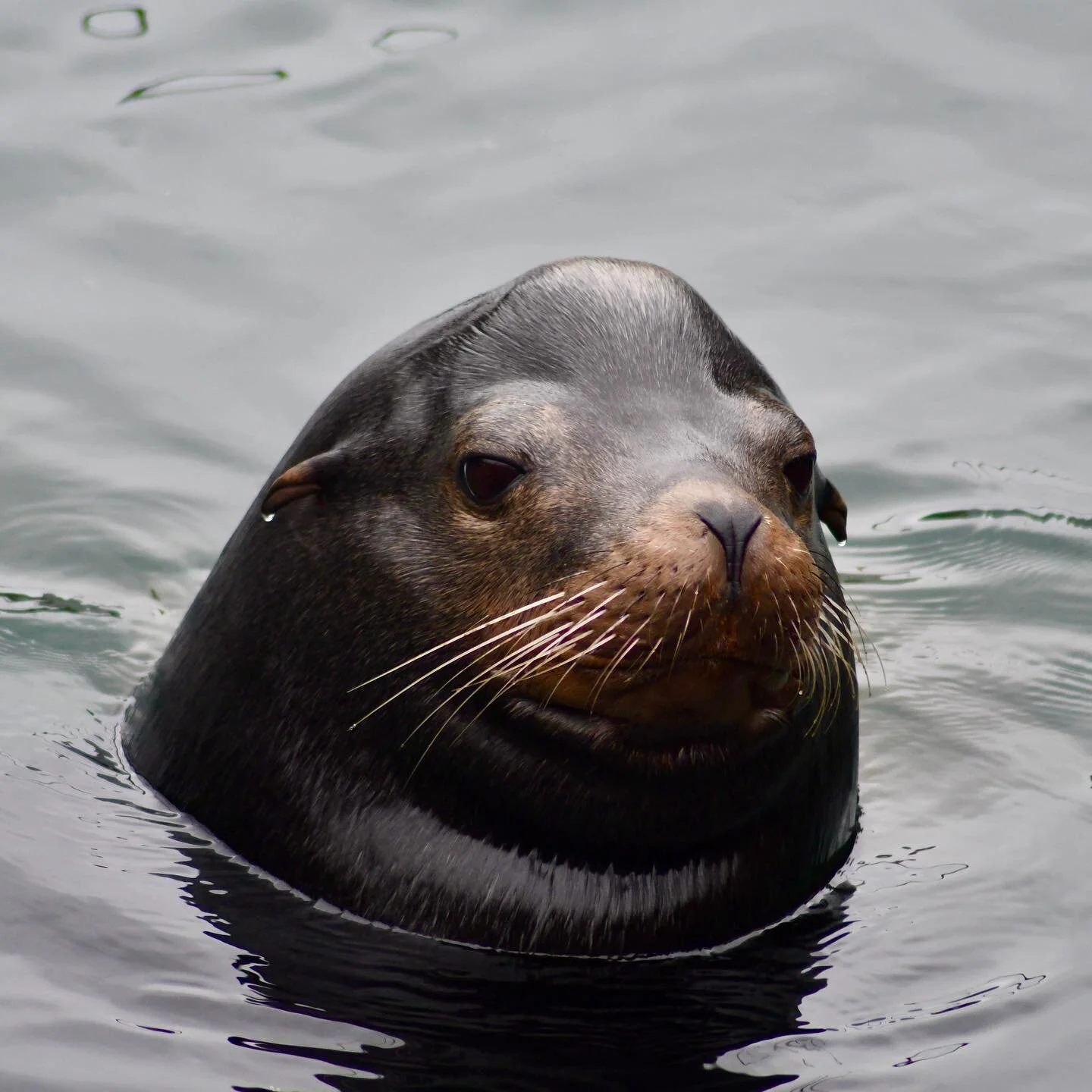 Just a little photo dump of the last few week&rsquo;s work observing sea lion behavior!🦭🌊👩🏻&zwj;🔬 
.
.
. 
. 
. 
. 
#biology #nature  #wildlife #conservation #conservationbiology #wildlifebiology #savethewhales #sealions #sealionsofinstagram #sea