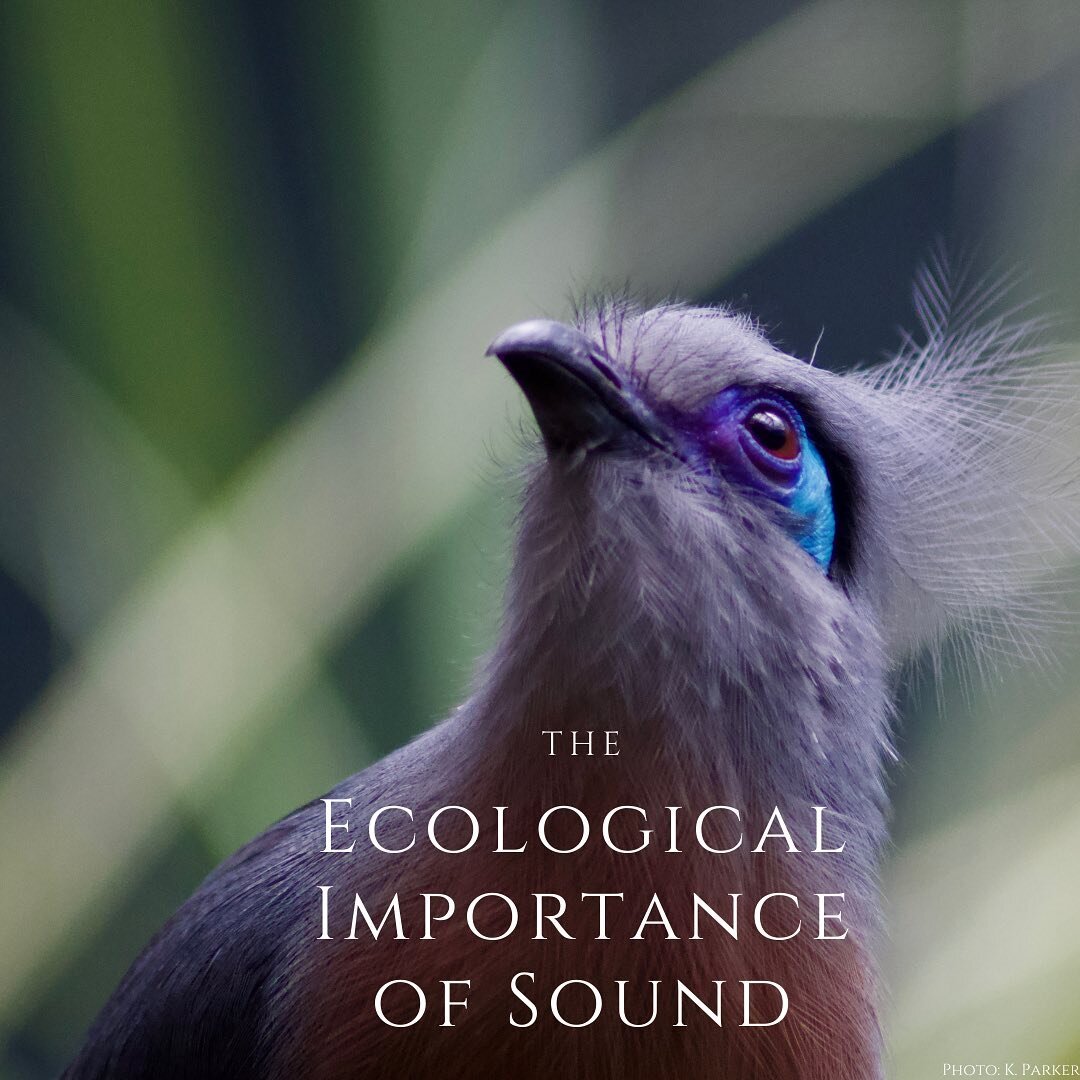 Fascinating field of ecology! Soundscape ecology will be extremely beneficial for understanding and interpreting forest and biodiversity health🌎💗
.
.
.
.
. 
. 
. 
#biology #nature  #wildlife #conservation #conservationbiology #wildlifebiology #save