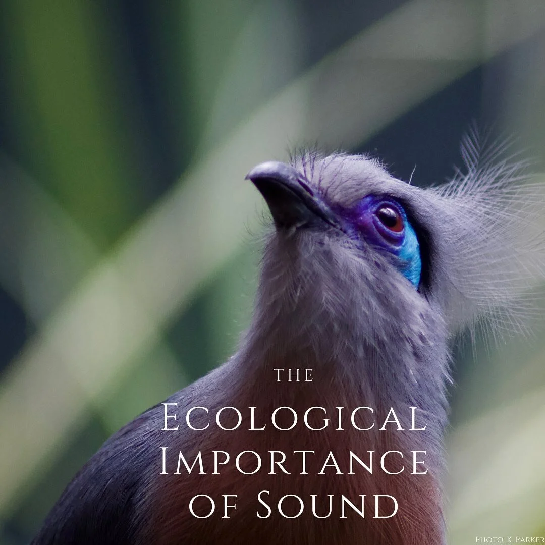 Fascinating field of ecology! Soundscape ecology will be extremely beneficial for understanding and interpreting forest and biodiversity health🌎💗
.
.
.
.
. 
. 
. 
#biology #nature  #wildlife #conservation #conservationbiology #wildlifebiology #save