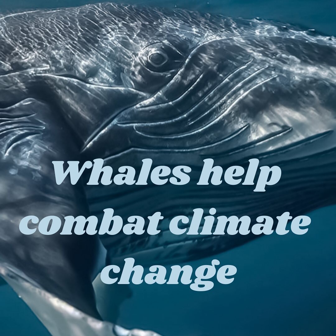 🐋whales are vital to marine ecosystem stability and help keep all species alive including humans! But how exactly do they do it?! Full discussion is up on my blog for more details on how valuable whales are!

. . 
. 
. 
. 
#biology #nature  #wildlif