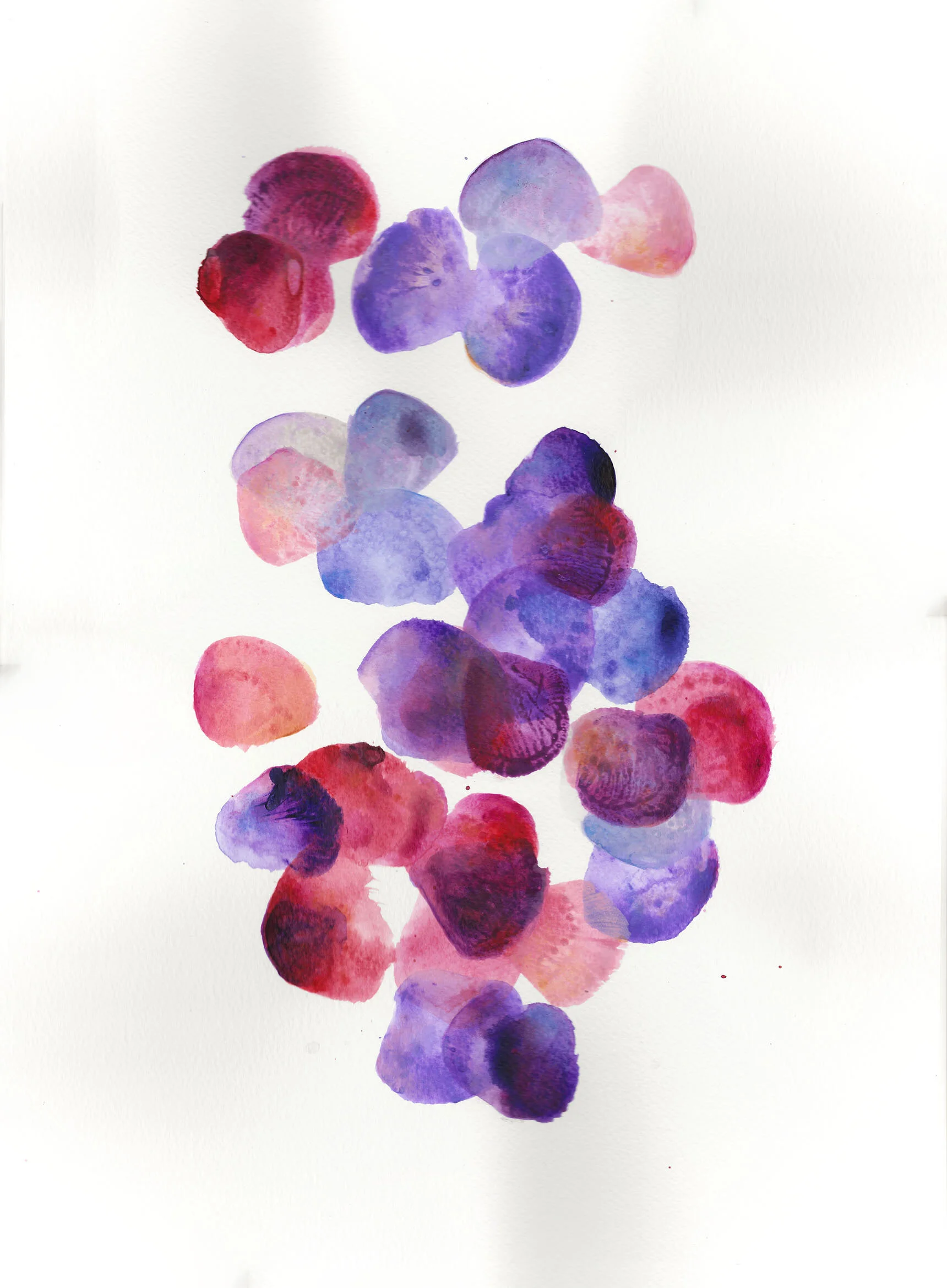 Sweetpea VIII E Tann web.jpg