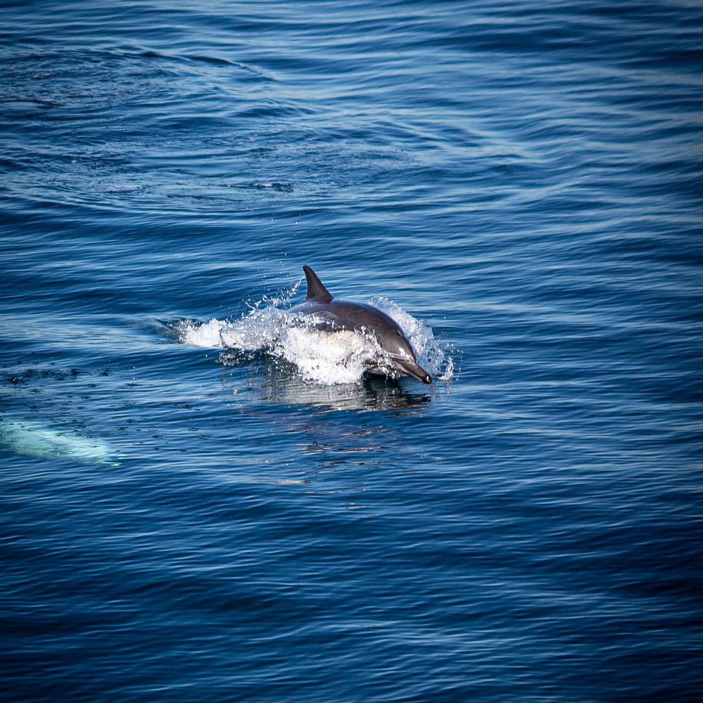 Last week's cover picture for the Catalina Islander. Taken from a boat off Gallagher's Cove. 

Check out fickephotography.com/catalina for more pictures, or for rates and deals for photography on Catalina Island!

#5dmarkiii
#canon2470mm 
#catalina
#