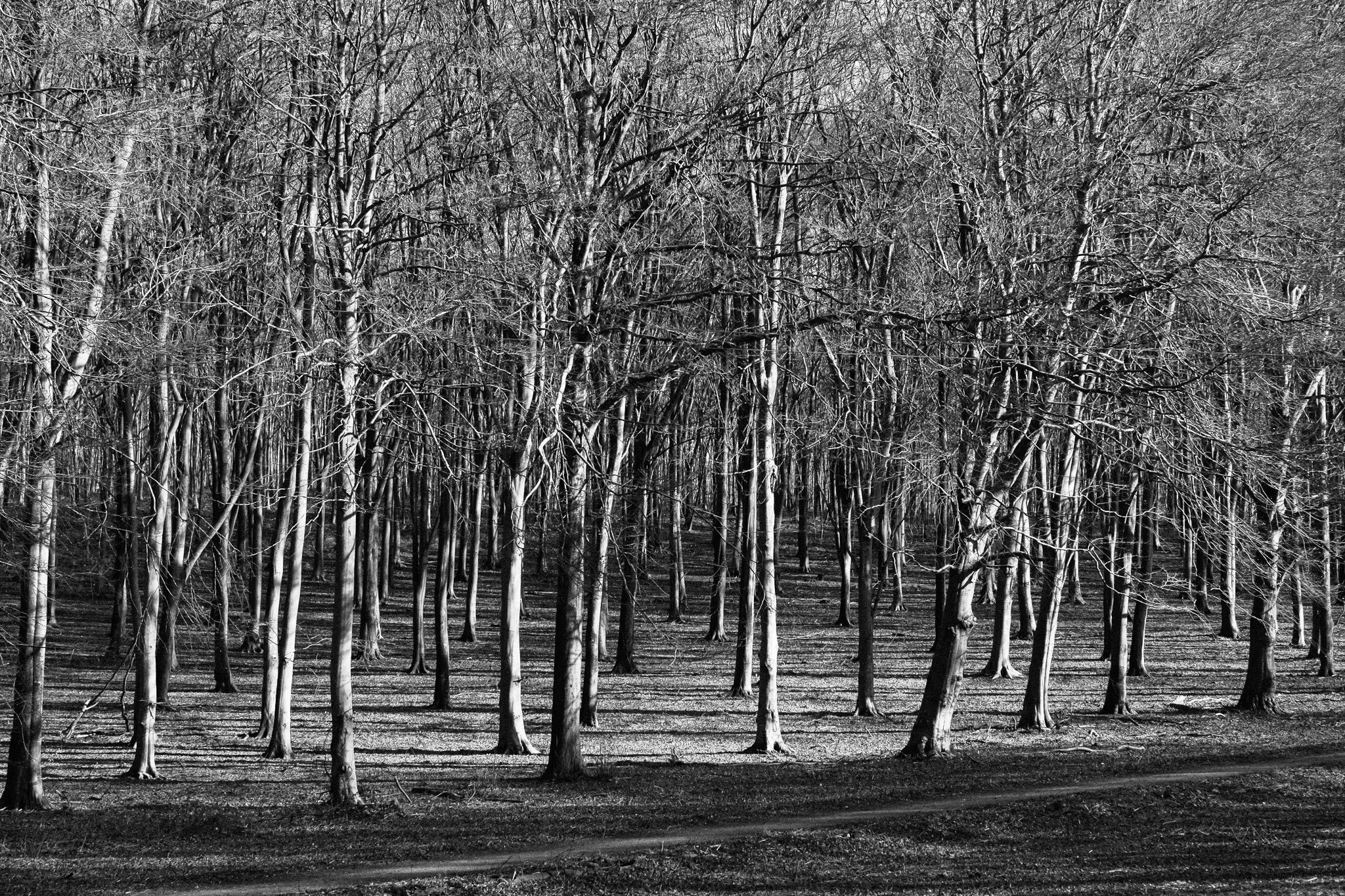 Sussex Walks: Forest Bathing in Friston Forest.