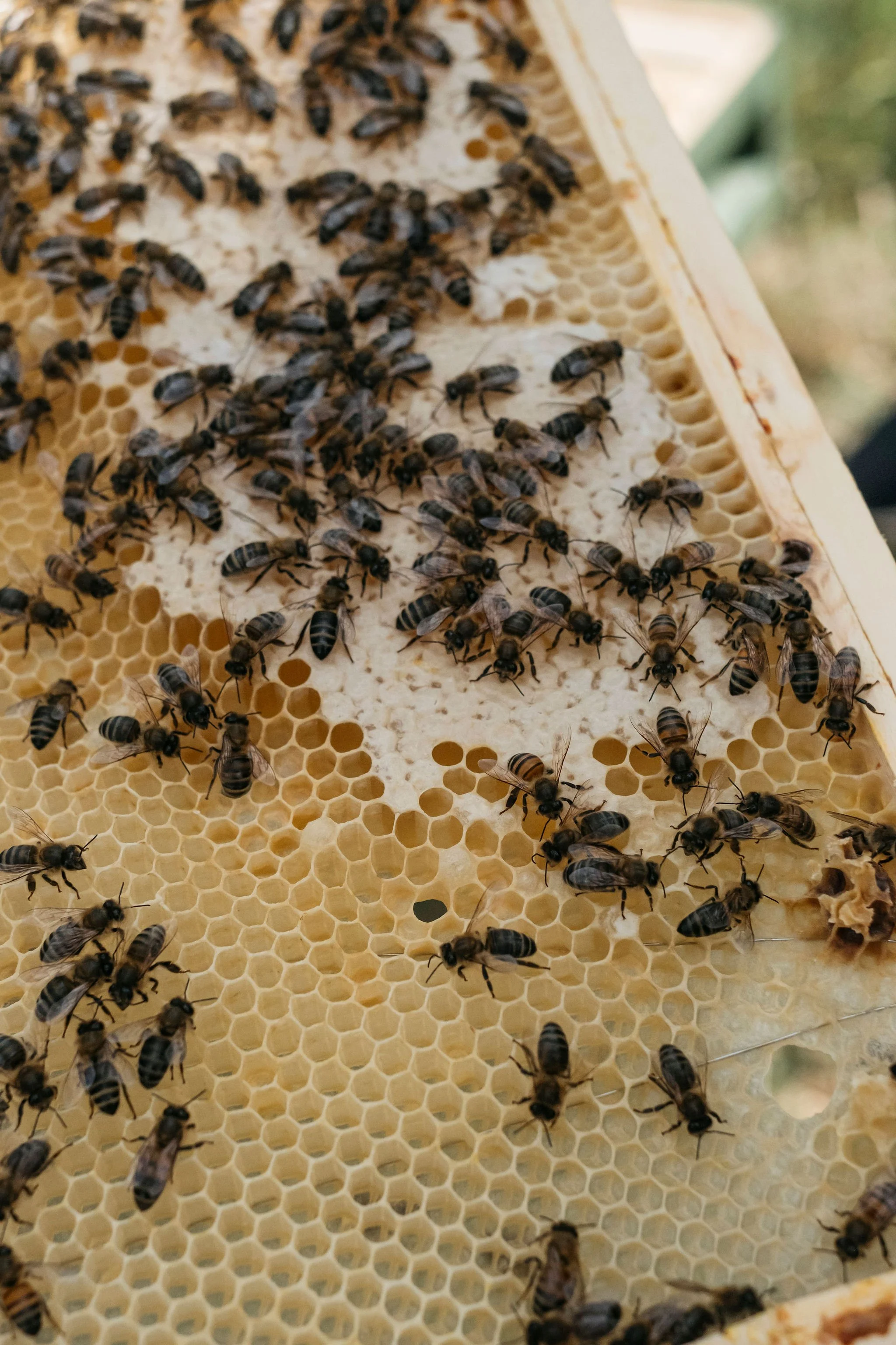 Bee therapy pod experience in South Derbyshire with Beeconscious
