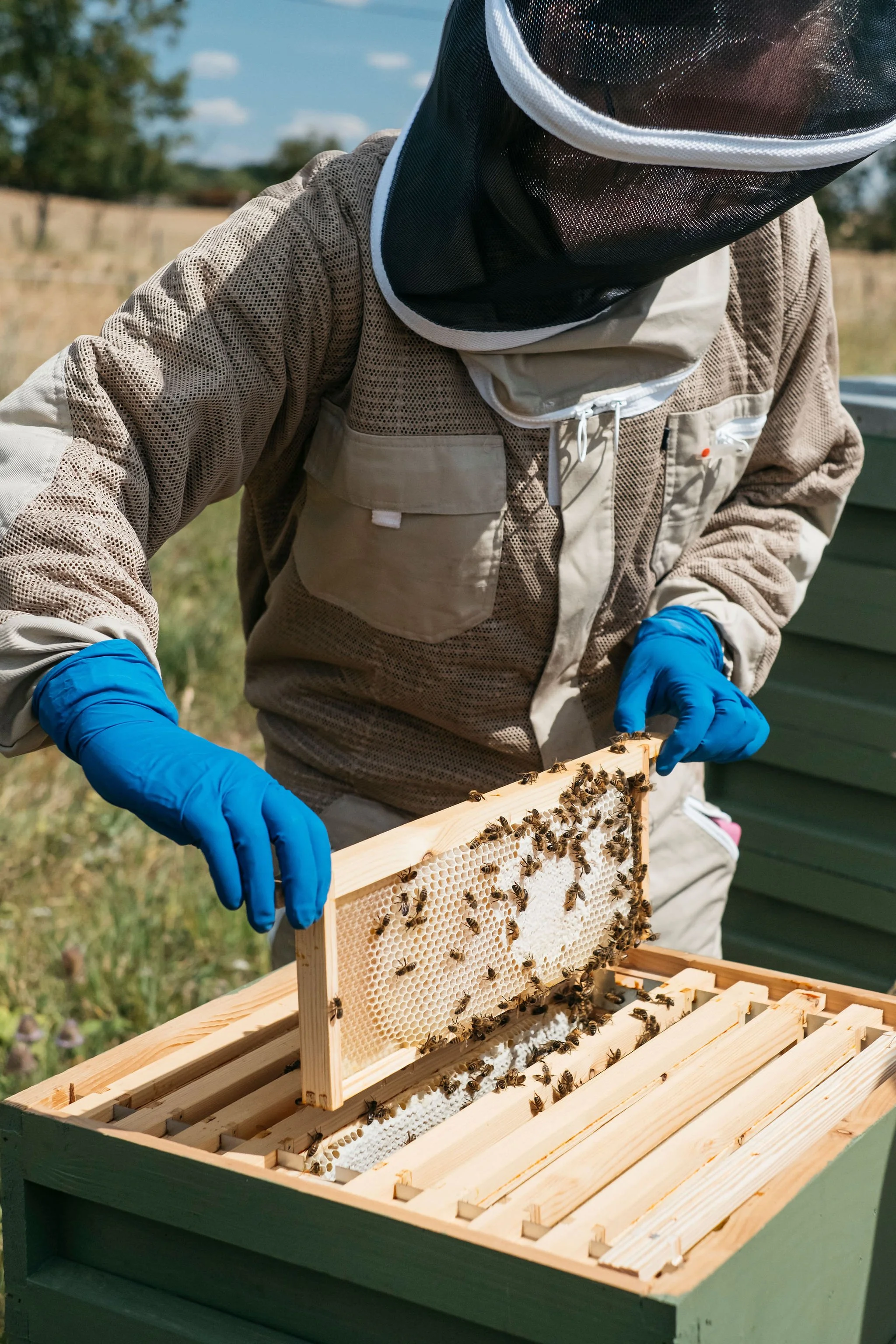 Bee therapy pod experience in South Derbyshire with Beeconscious