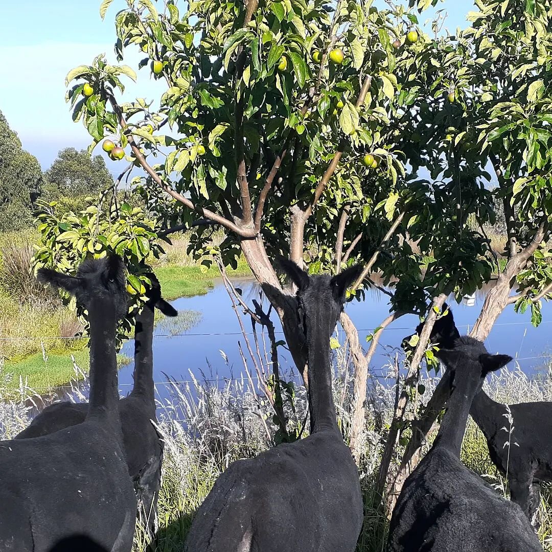 Seems like someone called in the pruners for the apple trees.

#alpaca 
#browser 
#pruning