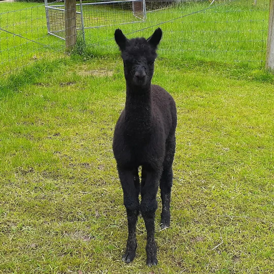 Baby Vanda, just 3 weeks old, and already an accustomed 'poser ' for the inevitable camera lens.  She's gorgeous and certainly keeps up with the three older male cria.

#alpaca
#cria
#babygirl