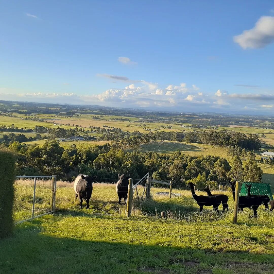 Late afternoon chat over the fence with the big Beltie boys.

#blackalpaca 
#beltedgallowaycattle 
#biosecurity 
#justchatting