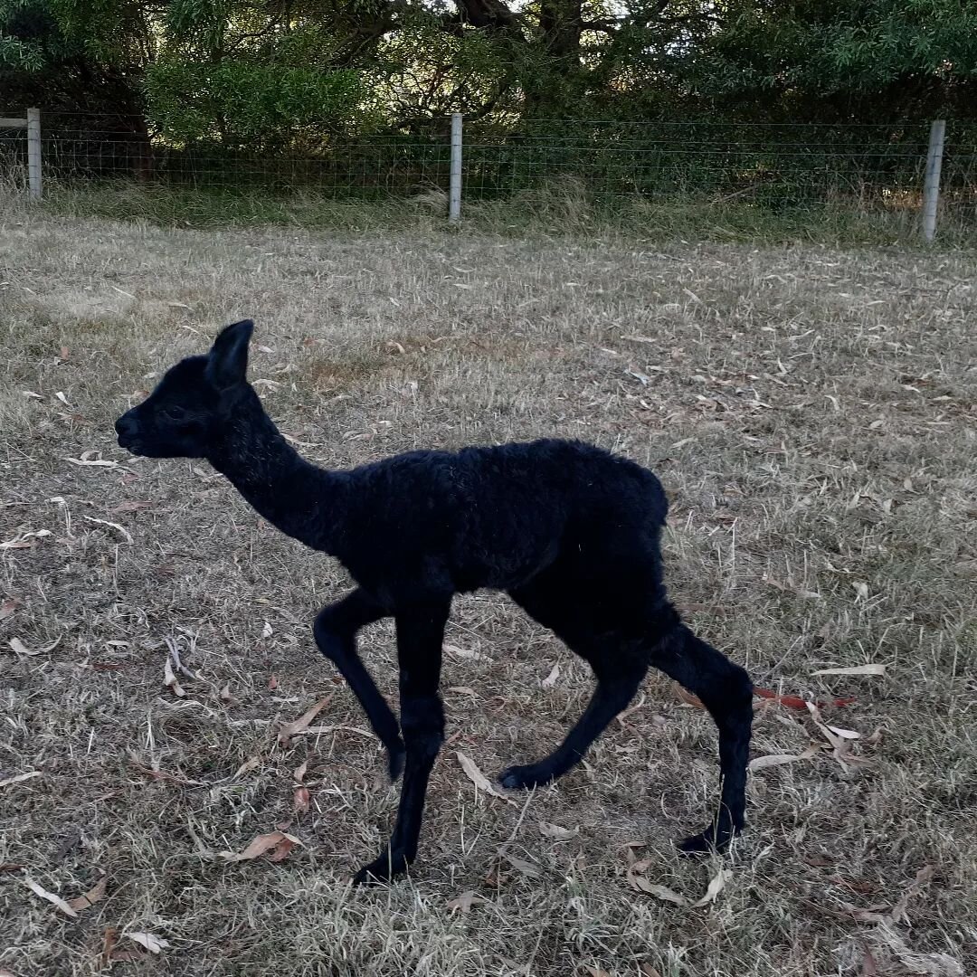 Just arrived and already striding in to life at Clifden. Our alpacas only come in one colour (can you guess?)
Clifden Zander fits the mould perfectly.

#alpaca
#blackalpaca 
#newborn 
#blackandbeautiful