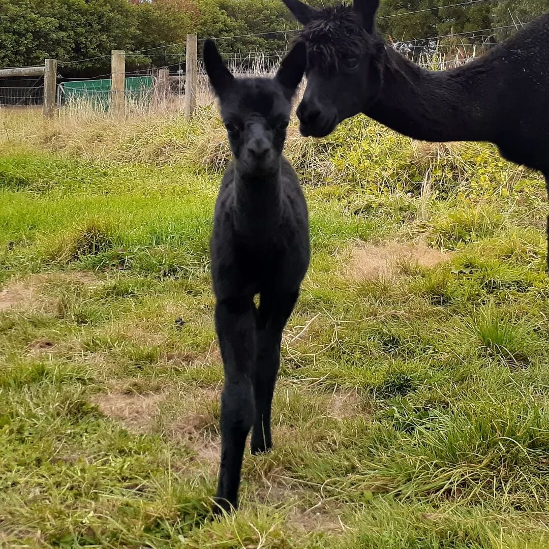 Clifden Zander day 7 and enjoying life with the herd.
He's a perfect fit - black and beautiful! Must have read the herd requirements.

#blackalpaca 
#cria
#trueblack
#geneticsmatter
