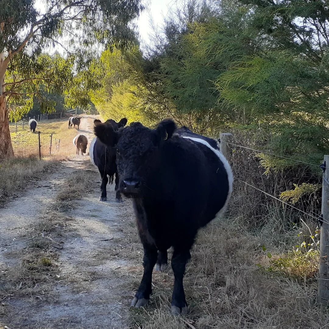 A pregnant pause as she waited for more of the autumn 'mums to be' to catch up.

#beltedgalloway 
#blackandwhitecattle 
#beltiecow 
#havingababy 
#mumstobe