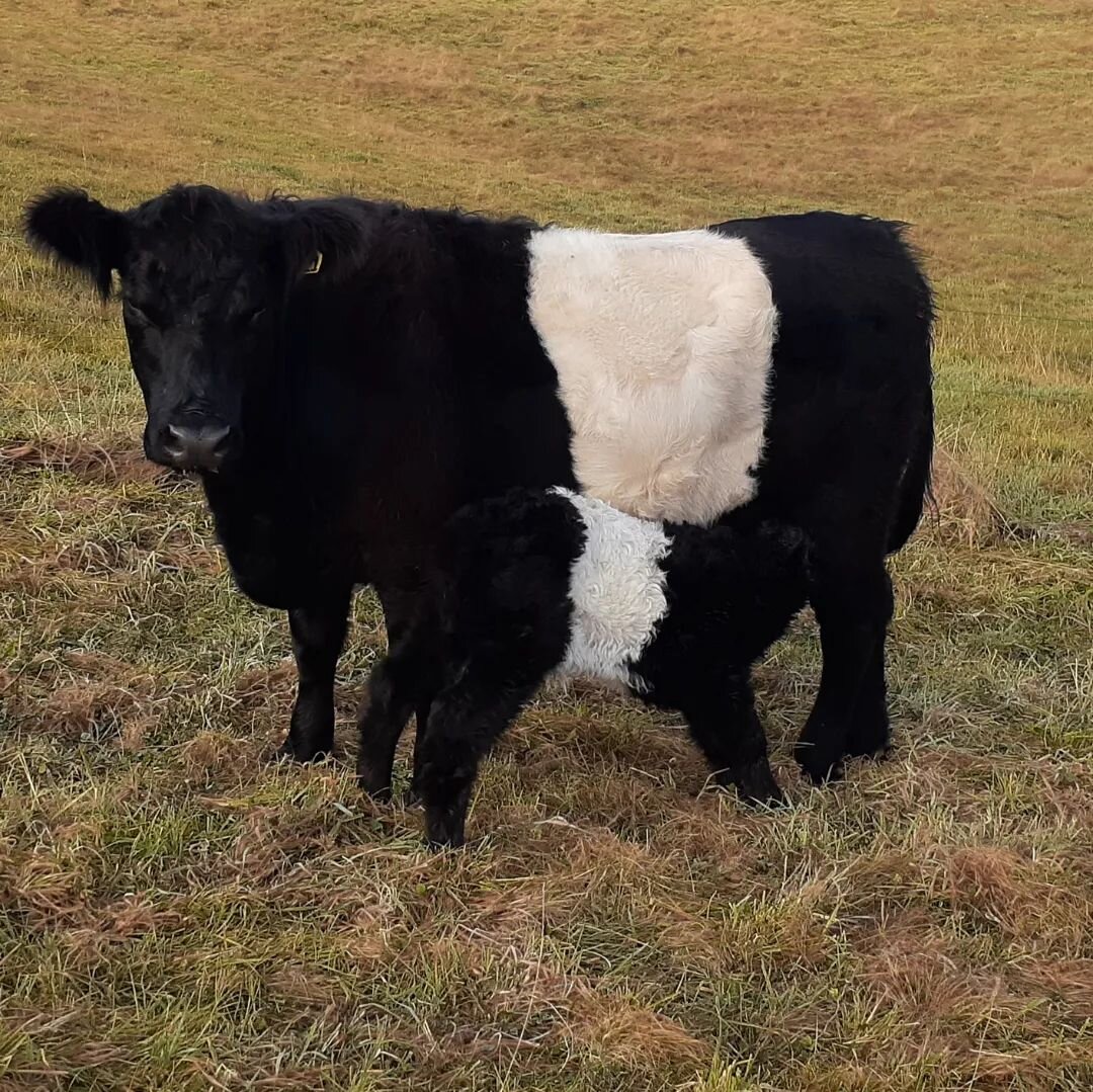More babies, but not alpacas! 
Clifden Farm is also home to a large herd of registered black Belted Galloway cattle. 
Autumn calves are arriving daily now. Just as amazing and enchanting as cria, only much bigger!