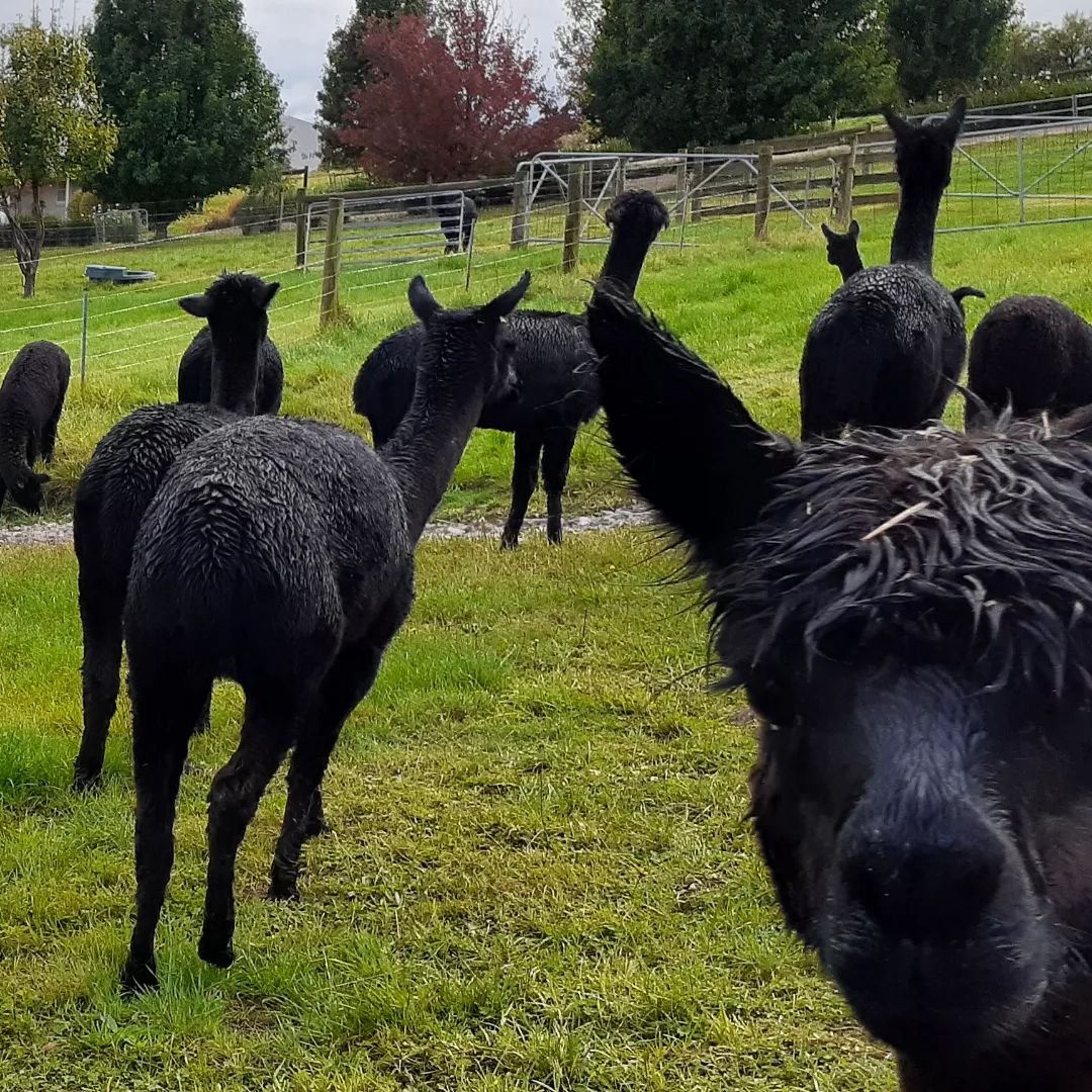 Cold grey days don't worry us ...we just grow a bit more fleece for insulation. But the wet weather certainly messes with the hairdo.

#autumn
#wetlook
#hairfashion 
#blackalpaca