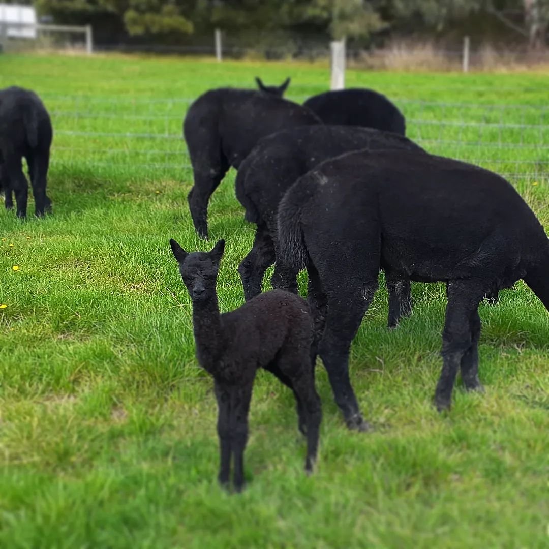 Meet Clifden Quinna......an Irish name for a little Australian alpaca.

Even at 3 days of age, she is leading the other crias on a merry dance.

#blackalpaca 
#tinydancer 
#babyalpacas 
#cria