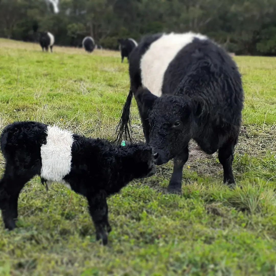 No pressure baby boy, but great expectations! 
Management tag # is 222, and tattoo CFN V8

Should go well!

#beltedgalloway 
#beltiecalf
#highperformance 
#1sttimemum 
#newborn 
#readytorace