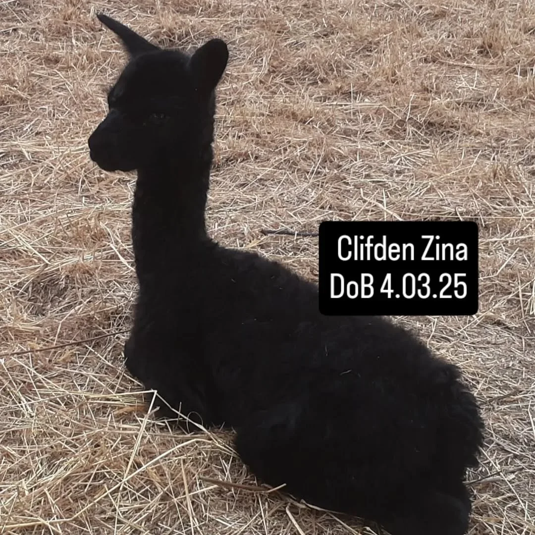 Flashback.....baby Zina, will now be the last cria born at Clifden Farm. 
Our breeding herd has been relocated further east to the care of a well respected alpaca breeder who we know will value the Clifden alpacas' continuous black pedigree. 
There a