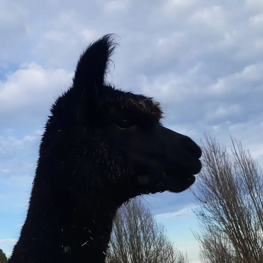 Such a noble head!

#blackalpaca 
#trueblack