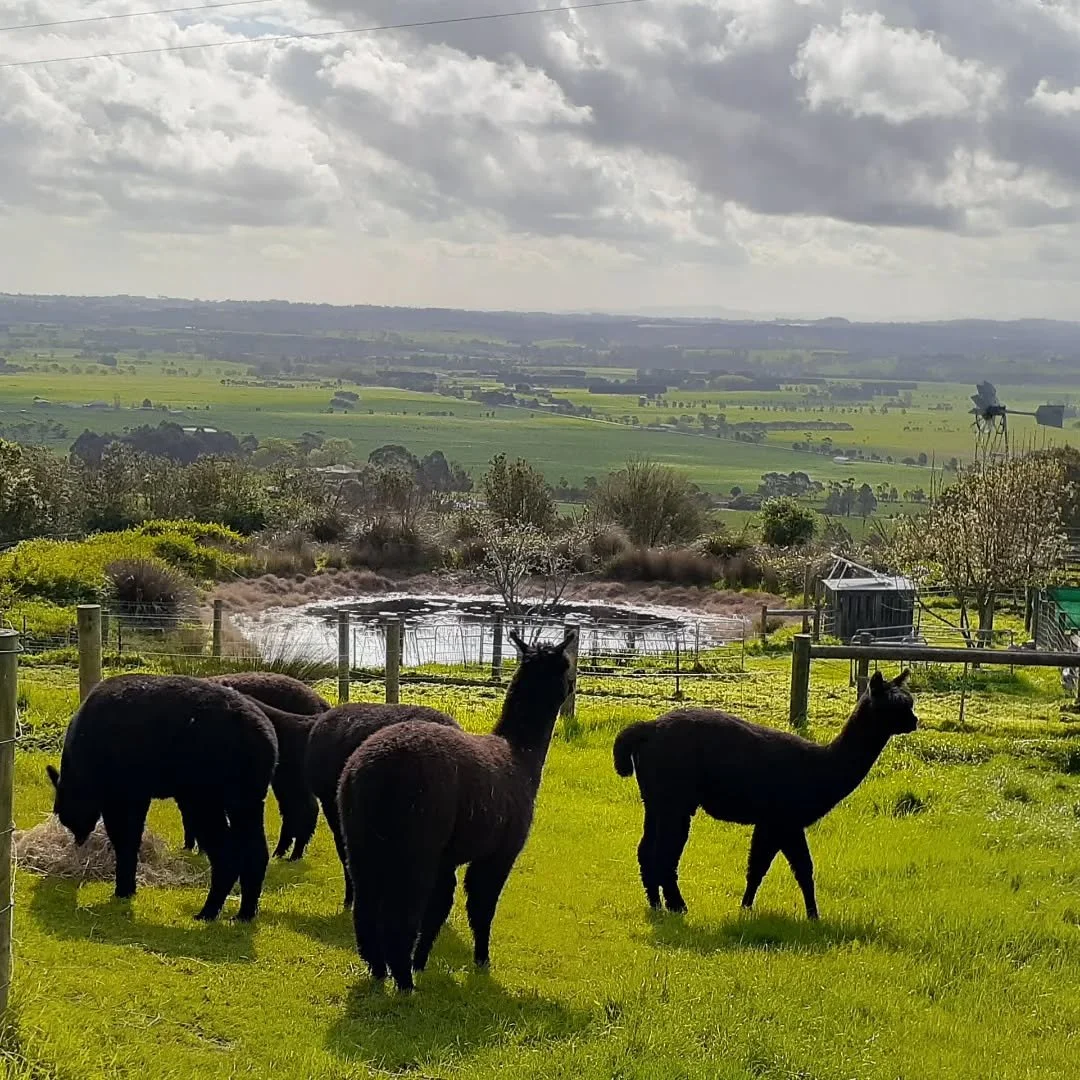 The boys are busy every day fleecing up for shearing day coming soon to a farm near you!!!