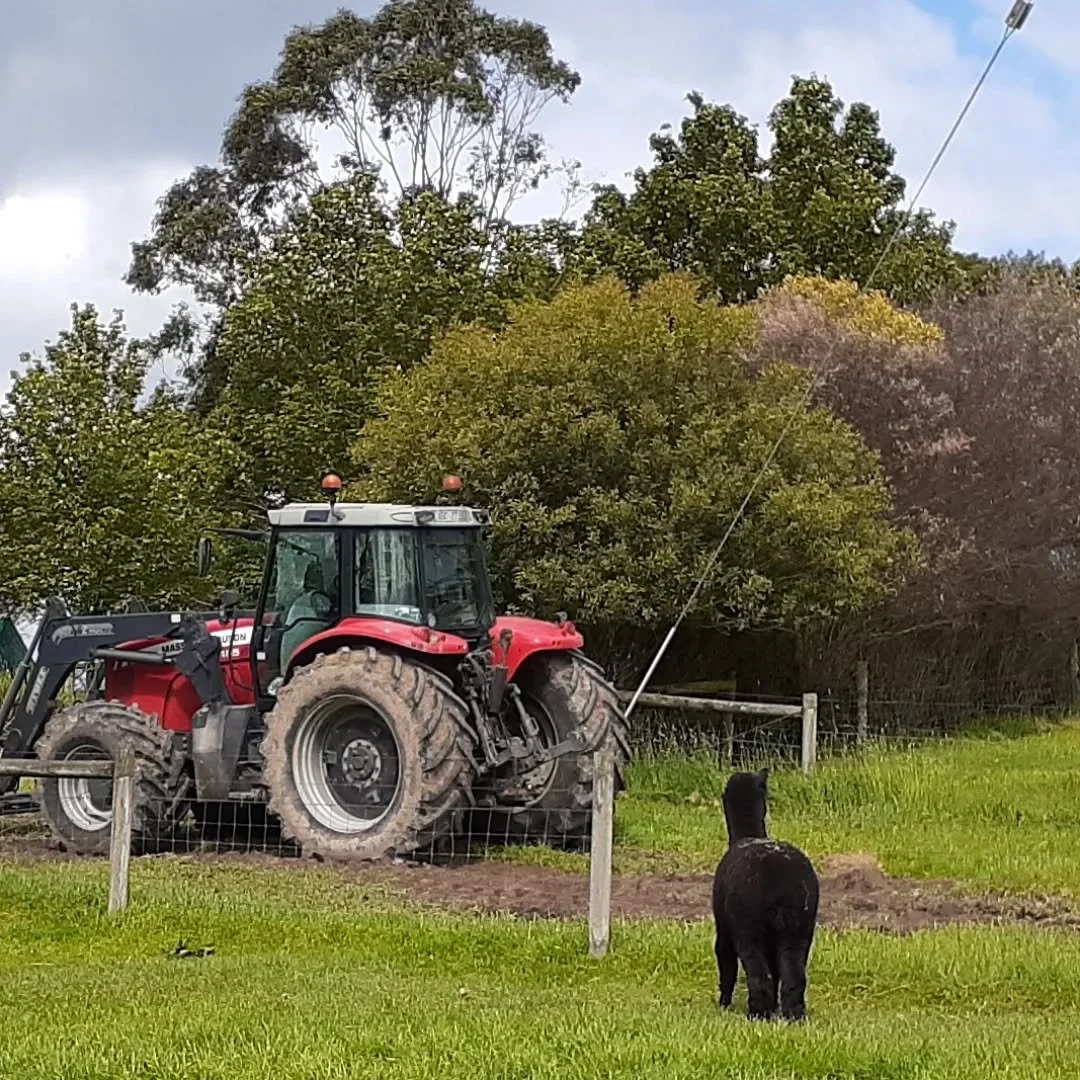 It seems even little alpaca boys can have 'tractor envy' and everyone knows that if it's red, it goes faster.

#redtractor 
#envy
#aboycandream