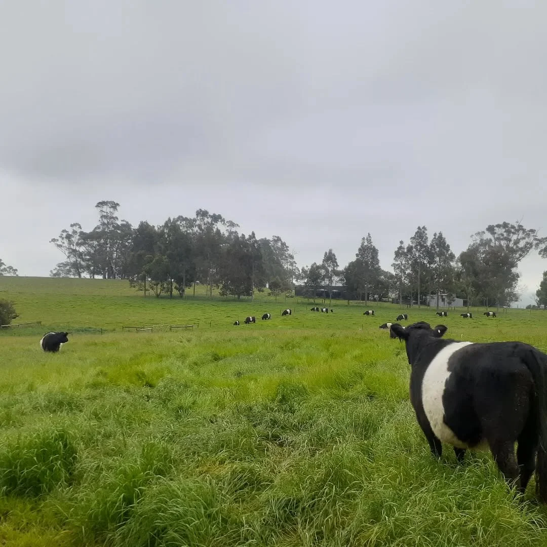 The moment they realised the herd was bigger than they imagined.