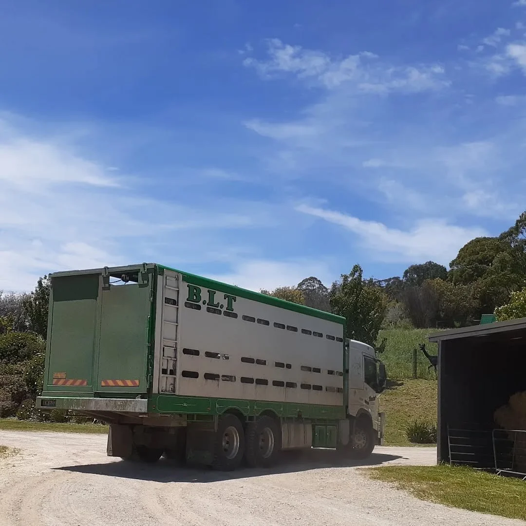 18 Beltie cows and calves heading off on a big adventure. Travelling through the night to Tamworth NSW to start a new herd and experience the next phase of their best life. 
They will be greatly missed here at Clifden but know they will receive excep